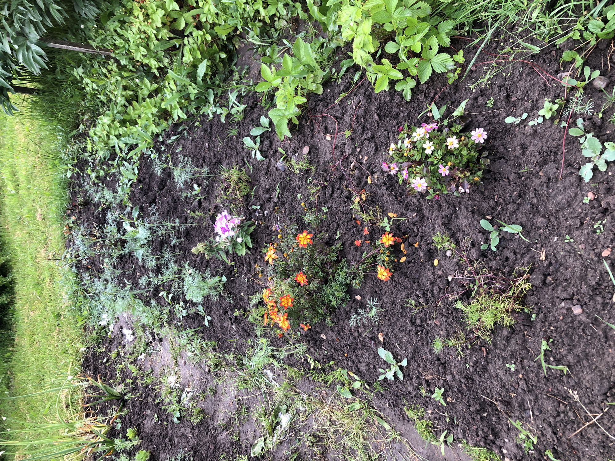 The image shows a garden bed with dark soil and various plants. There are rows of young green plants with feathery leaves, likely herbs like dill or parsley, growing in the center. Towards the left, there are larger, taller green stalks, possibly onions or leeks. Several small flowering plants are interspersed throughout the bed, with clusters of orange and yellow flowers, and a bush with pink and white flowers. To the right, there are patches of lush green strawberry plants with red runners extending onto the soil. The overall environment appears to be a garden in a residential area. The ground is covered in soil and some dry grass. The background consists of more green grass and some dark green foliage from larger plants or trees. The scene is captured from a high angle, looking down into the garden bed. There are no people or animals visible in the image. The location is identified as the city of Zhukovo, Russia.