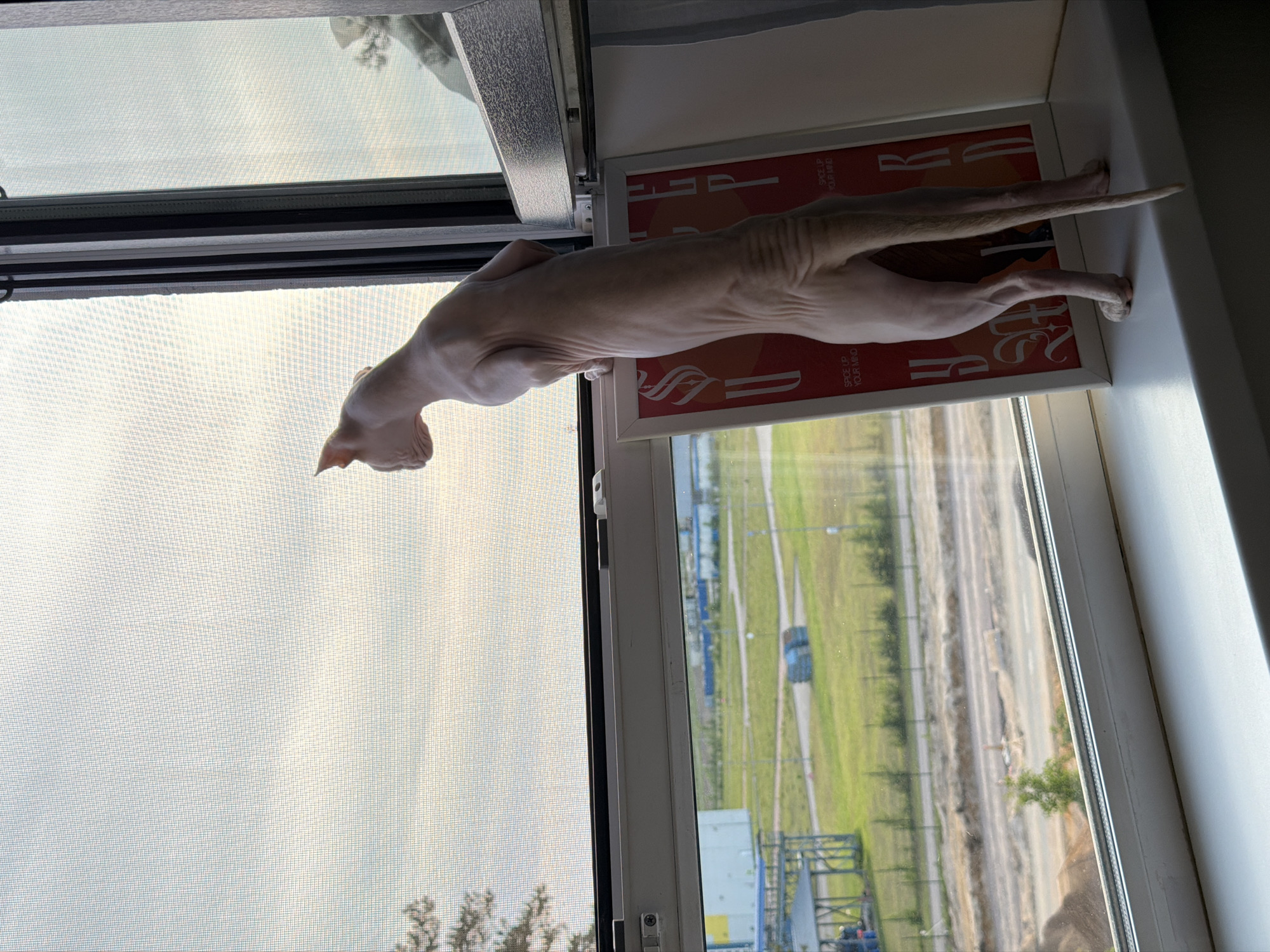 A light-skinned Sphynx cat stands on its hind legs on a white windowsill, its front paws resting against a translucent insect screen covering a closed window. The cat is turned to the left, intently gazing out the window towards a distant horizon under an overcast or hazy sky. Its tail extends downwards, touching the windowsill. Behind the cat, also on the windowsill, a framed poster with a red background and white/light-colored stylized text is visible, bearing the phrase "SPICE UP YOUR MIND" at the bottom.
Outside the window, a multi-paneled white PVC frame divides the view. The scene is dominated by a wide expanse of green fields interspersed with industrial or commercial structures. To the left, a large light-colored industrial building with blue elements and a structure resembling a silo is partially visible, along with the tops of pine trees. Further into the middle ground, several smaller, light-colored rectangular buildings with dark roofs are scattered across the green landscape, separated by a fence. In the foreground of the exterior view, a wide, unpaved road or construction site with bare earth and uneven terrain cuts across the frame horizontally. Some cylindrical bundles or containers are visible in the mid-distance on the grass. The overall outdoor environment suggests an outlying industrial or developing district, characterized by new construction and light industrial parks adjacent to open land. Based on these characteristics, the location is consistent with an industrial and developing periphery of the city of Saint Petersburg, Russia.