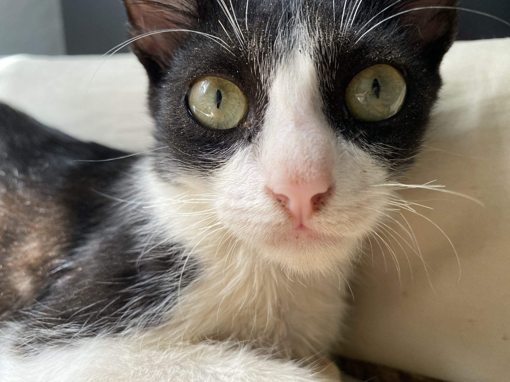 A close-up image shows a black and white kitten with large, light green eyes and a pink nose. The kitten's fur appears to be somewhat dirty, with specks of debris visible. It is lying down, presumably on a soft surface such as a pillow or blanket. There are no other visible people, subjects, or objects in the scene. The location in the city of Tinaquillo, Venezuela, is not apparent from the image.