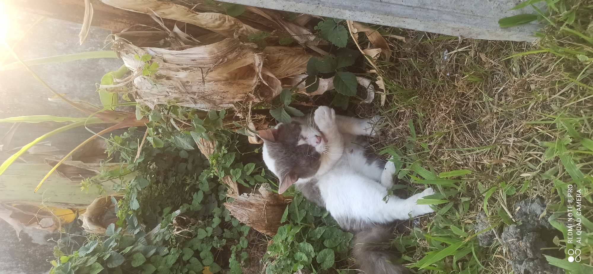 A medium shot captures a grey and white cat grooming itself outdoors. The cat is positioned in the center of the frame, sitting on dry grass and surrounded by lush green foliage. The background features a large, dried banana tree trunk to the right, with more green plants and some dead leaves. A bright, hazy light source emanates from the upper right corner of the image, suggesting late afternoon sun. The foreground is dominated by green grass and dry earth. The bottom of the image contains a watermark that reads "REDMI NOTE 8 PRO AI QUAD CAMERA". The scene appears to be in a natural outdoor setting, possibly a garden or yard, in Sedati Agung, Indonesia.