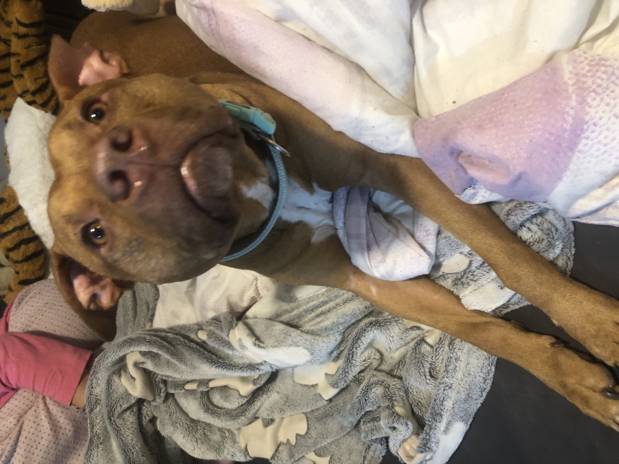 An overhead shot captures a friendly, brown-reddish dog, appearing to be a Pit Bull type, looking up at the camera. The dog's face, with its dark eyes and snout, dominates the center of the frame, showing a relaxed and curious expression. It wears a light blue collar with a visible buckle around its neck.
The dog is nestled amongst a variety of soft blankets and bedding in what appears to be an indoor setting, likely a home. To the lower left, a grey, fluffy blanket with lighter patterned shapes (possibly paw prints or abstract designs) is draped. A white, textured blanket is visible near the dog's head on the left. In the top right, a light purple or pink patterned blanket or sheet is seen, contrasting with a plain white sheet or blanket in the upper background. A striped brown and black plush item, resembling a tiger print, is partially visible in the far top left.
A human arm, clad in a pink long-sleeved shirt, is partially visible in the bottom left corner, resting on the grey blanket. The scene depicts a quiet, comfortable moment, with the dog at ease. There are no visible texts or specific location cues within the image itself. The overall atmosphere is cozy and domestic.