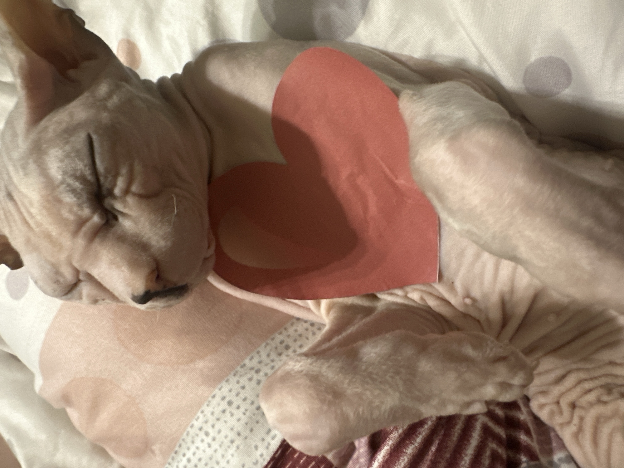 A hairless cat, possibly a Sphynx, is sleeping on a bed. It has a pink paper heart placed on its chest. The cat is light-skinned with visible wrinkles. The bed appears to be covered with a patterned sheet. The image does not contain any information about the city of Togliatti, Russia.