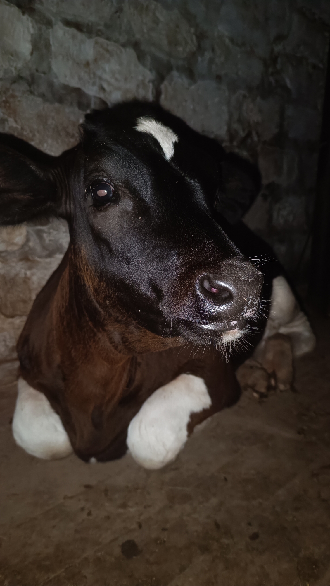 A black and brown calf with white socks is lying down in a dimly lit, rustic environment. The calf's head is turned to the right, with its eyes open and its snout moist. A white marking is visible on its forehead. The background consists of a rough stone wall and a concrete floor. There are no people present in the image. The scene is likely a barn or stable. This description is not specific to Karsha, Russia, as the image does not contain any information indicating its location.
