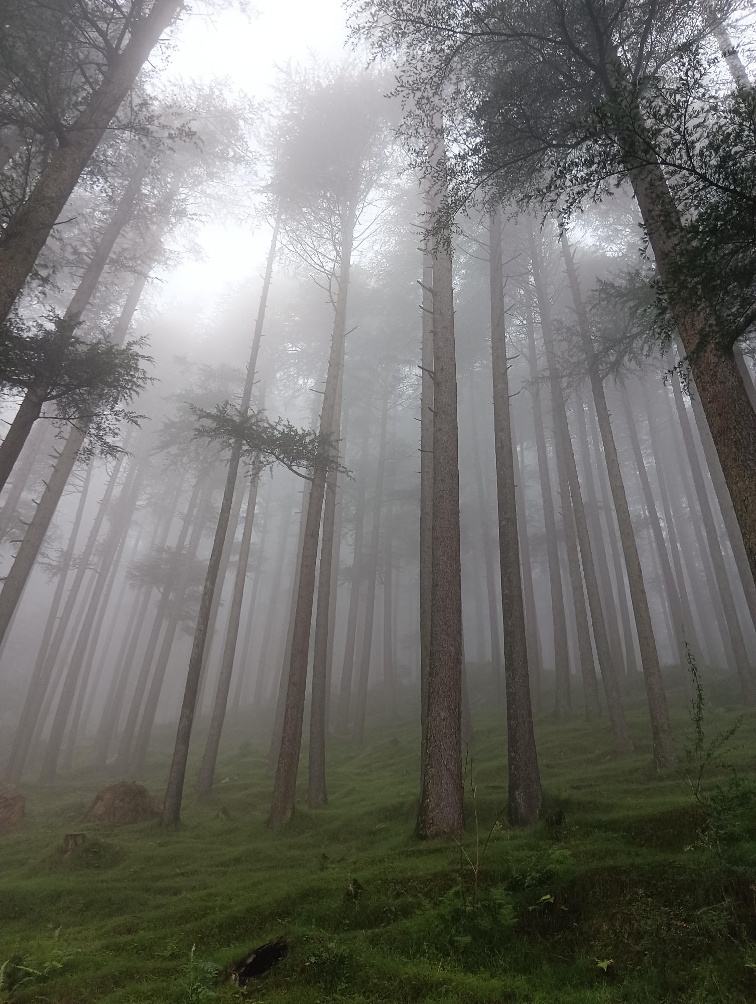 A low-angle shot captures a dense forest in Chhyal, India, shrouded in thick fog. Towering pine trees with rough bark stretch upwards, their branches disappearing into the misty white expanse. The ground is covered in lush green grass, with a few scattered rocks and fallen logs. The atmosphere is serene and somewhat mysterious, with visibility limited by the dense fog. No people are present in the scene.