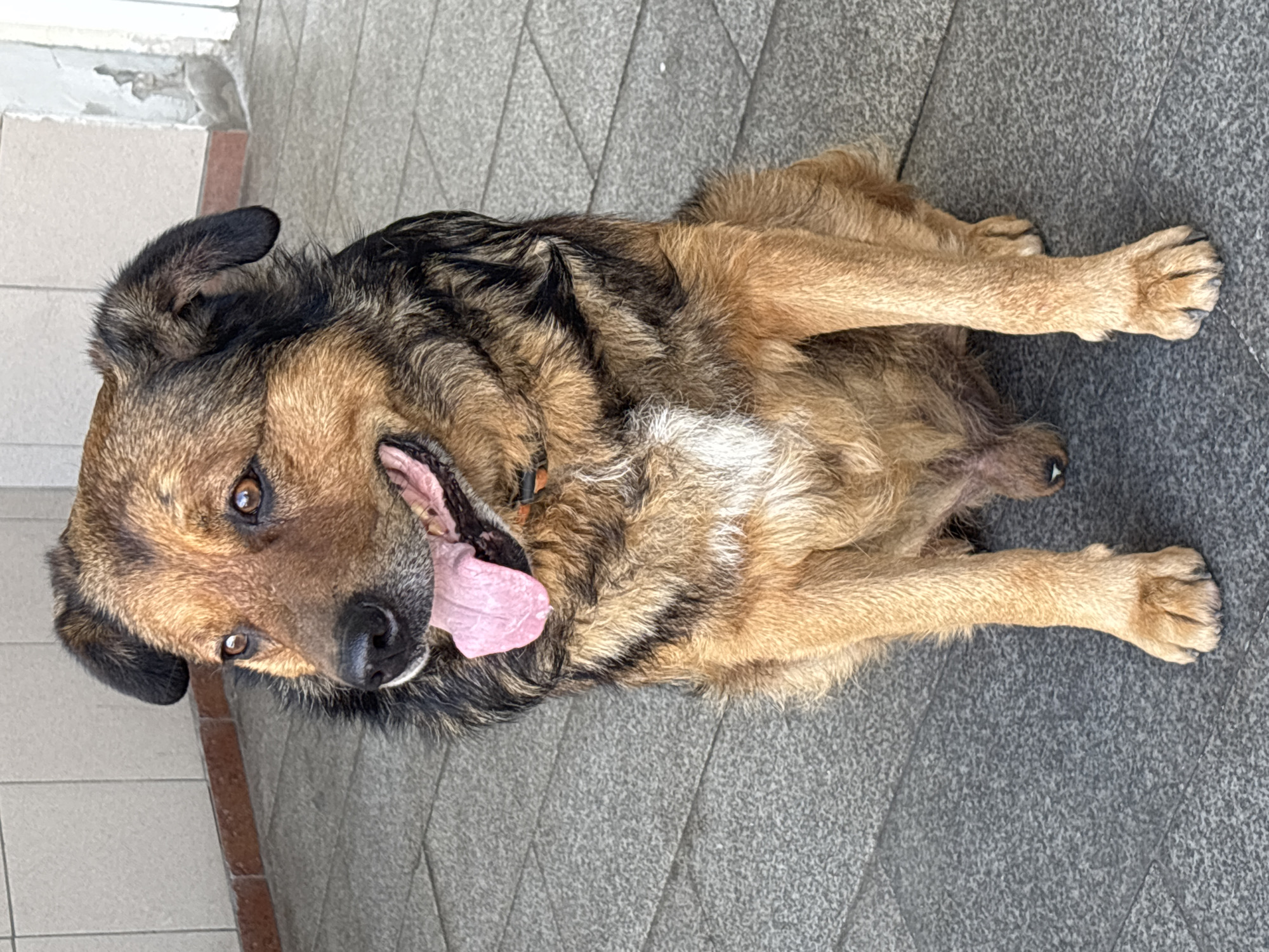A medium-sized dog, likely a German Shepherd mix, sits on a gray tiled outdoor surface. The dog has tan and black fur, with a lighter tan chest. Its mouth is open, with its pink tongue hanging out, and it appears to be panting. The dog is wearing a light pink collar with a darker trim. Behind the dog, the wall is tiled with light gray squares and has a reddish-brown baseboard. The ground is tiled with large, rectangular gray tiles. There are no people visible in the image. The scene suggests an outdoor area in a city setting.