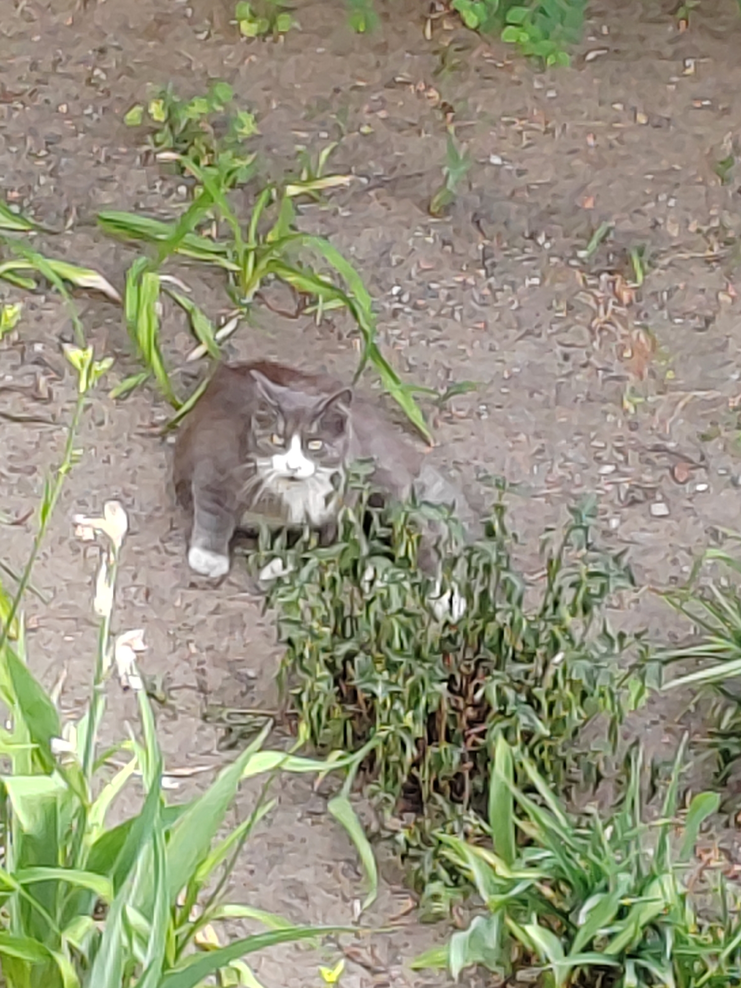The image captures a gray and white cat resting on a dirt surface, partially obscured by green foliage. The cat is facing the camera, with its yellow eyes visible. Its fur is predominantly gray with white markings on its chest and paws. Surrounding the cat are various green plants, some with long, blade-like leaves and others with smaller, bushier growth. The ground appears to be dry and composed of soil and small pebbles. The overall scene suggests an outdoor setting, possibly a garden or a natural area within the city of Brest, Belarus.