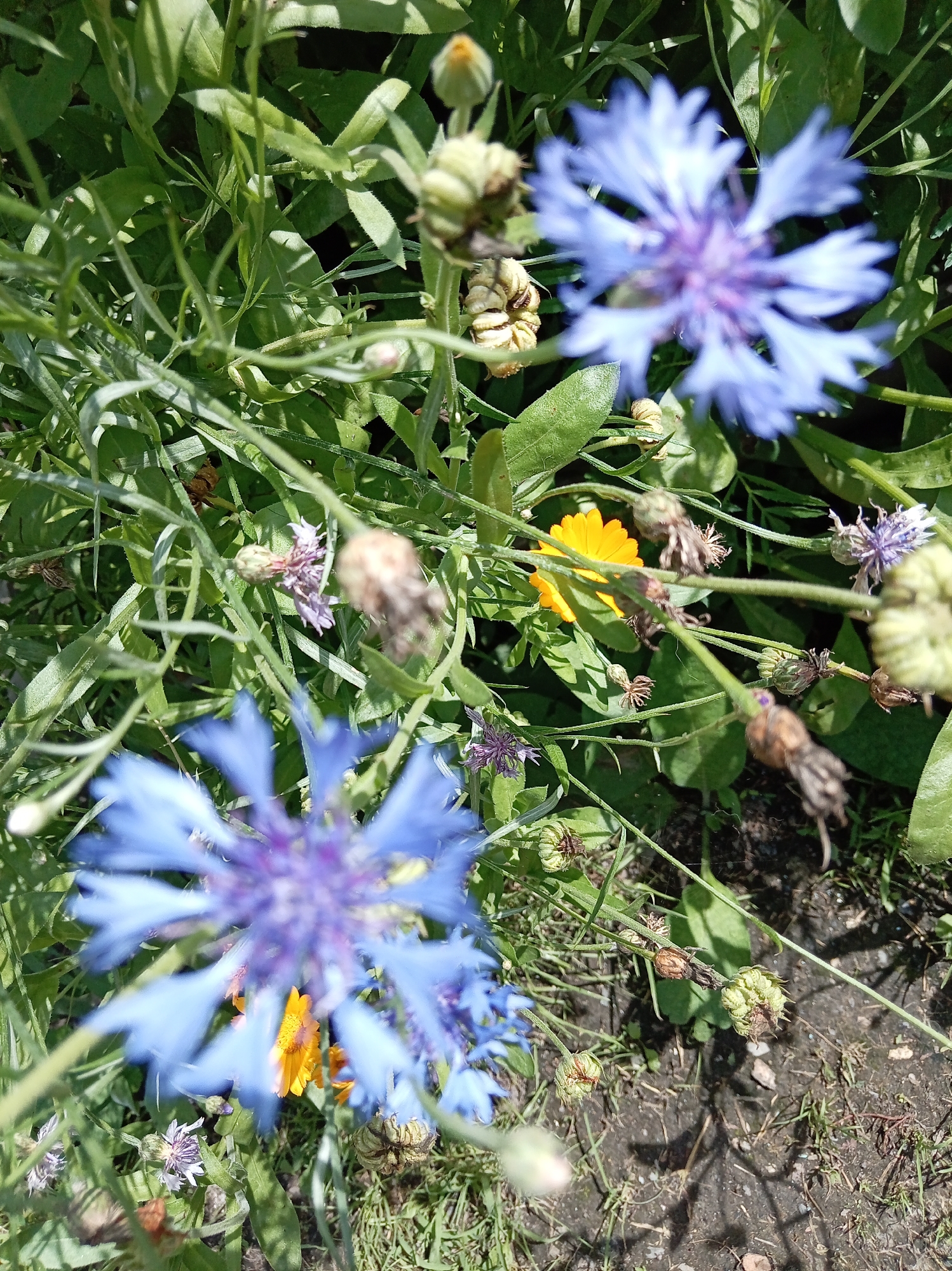 In Artyom, Russia, a close-up, high-angle shot captures a cluster of wildflowers on a sunny day. Prominently featured are several cornflowers with vibrant blue petals, some in sharp focus and others blurred. Amidst the blue blooms, a bright orange calendula peeks through, adding a contrasting splash of color. Various green leaves and stems form the backdrop, with some dried seed heads and developing buds also visible, suggesting a garden or meadow setting. The ground beneath is a mix of dark soil and sparse green grass, with dappled sunlight casting shadows, indicating an outdoor environment.