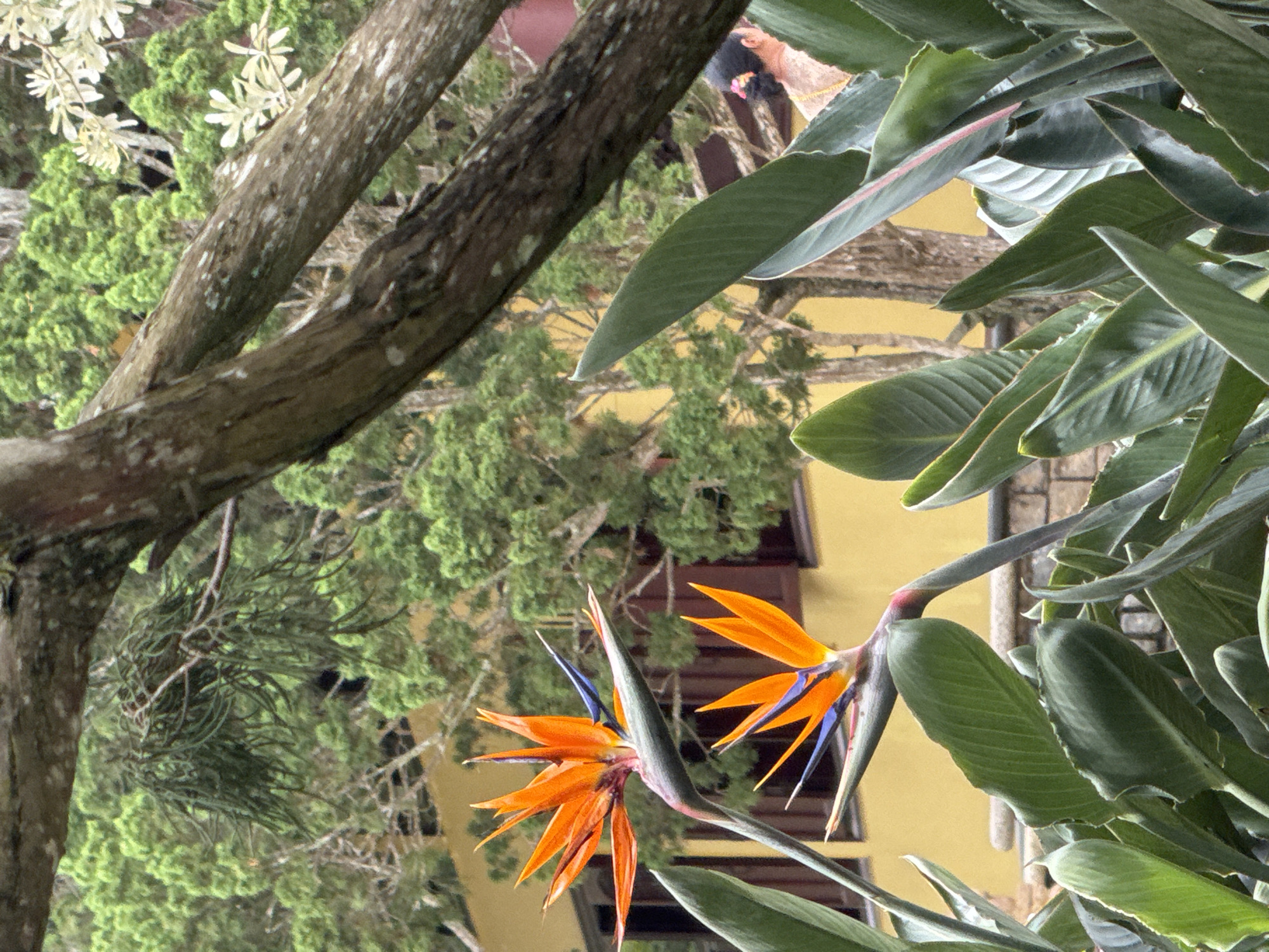 This image captures a vibrant outdoor scene, primarily featuring two brilliant Bird of Paradise flowers (Strelitzia reginae) in the foreground. Each flower displays distinctive bright orange, flame-like sepals and deep blue petals, emerging from a green, boat-shaped spathe. The flowers are surrounded by large, dark green, paddle-shaped leaves belonging to the same plant, which fill a significant portion of the right side of the frame.
In the background, a lush array of green foliage, including dense bushes and trees with fine, needle-like leaves (possibly conifers), creates a verdant backdrop. A robust tree trunk, textured with light-colored bark or lichen, runs diagonally across the left side of the image. Further back and partially obscured by the greenery, a building with a warm yellow facade and dark brown architectural elements like window frames or balconies is visible. A person's head and shoulder, wearing light-colored clothing, can be faintly seen behind some leaves and the yellow building, with a small pink detail near their head.
The scene suggests a well-maintained garden or natural area alongside architectural structures. The lighting indicates it is daytime, with soft, even illumination. There is no visible text in the image. This serene and colorful botanical setting is located in Da Lat, Vietnam.