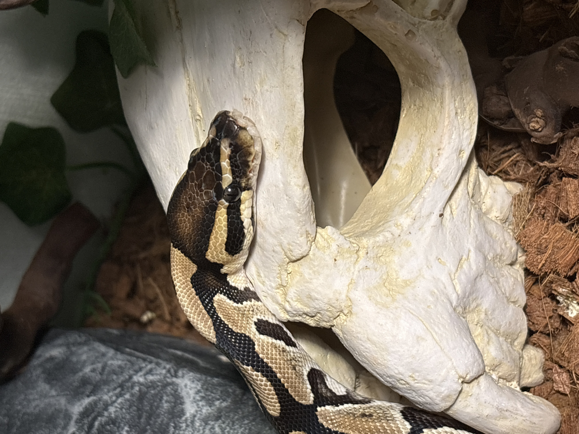 A ball python is positioned in front of a white, artificial skull. The snake's head is raised and facing the viewer. The snake's body is patterned with brown, tan, and black markings. The skull has a prominent opening. The background includes foliage, a rock, and substrate resembling coconut fiber. The location is not specified.
