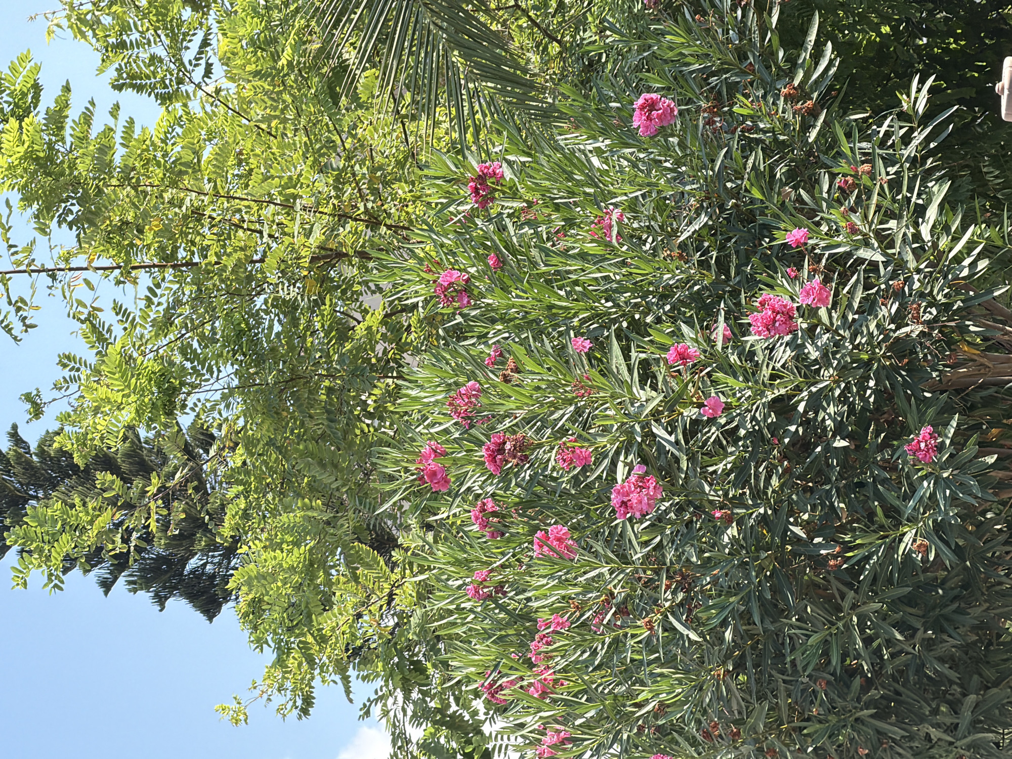 A bright, sunny day is depicted in this close-up shot of a lush, green oleander bush blooming with vibrant pink flowers. The bush is dense with long, narrow, deep green leaves, and the pink flowers are clustered in bunches. Behind the oleander, a tall, dark green pine tree is visible, its needles distinct against the clear blue sky. To the right of the frame, a palm frond peeks into view. The overall scene suggests a tranquil, natural setting, likely in a garden or park within Alanya, Turkey, given the climate and flora. No people or specific actions are captured.