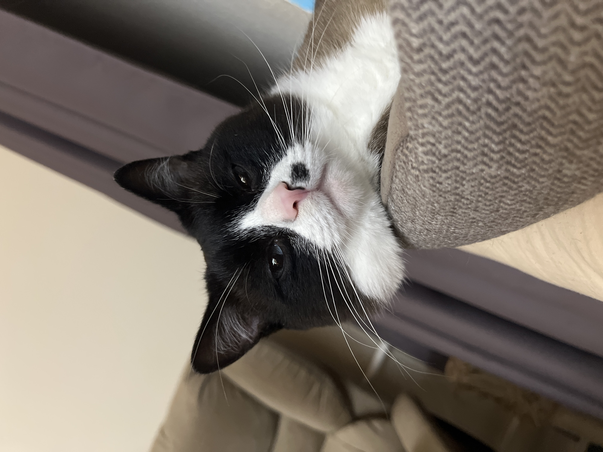 A black and white cat with a pink nose is resting inside of a brown, herringbone-patterned pet bed. The cat's head is tilted, its whiskers are visible, and it's facing the camera. The background includes a wall and a curtain or window covering. The city name Noviy, Russia, is not relevant to the provided image.