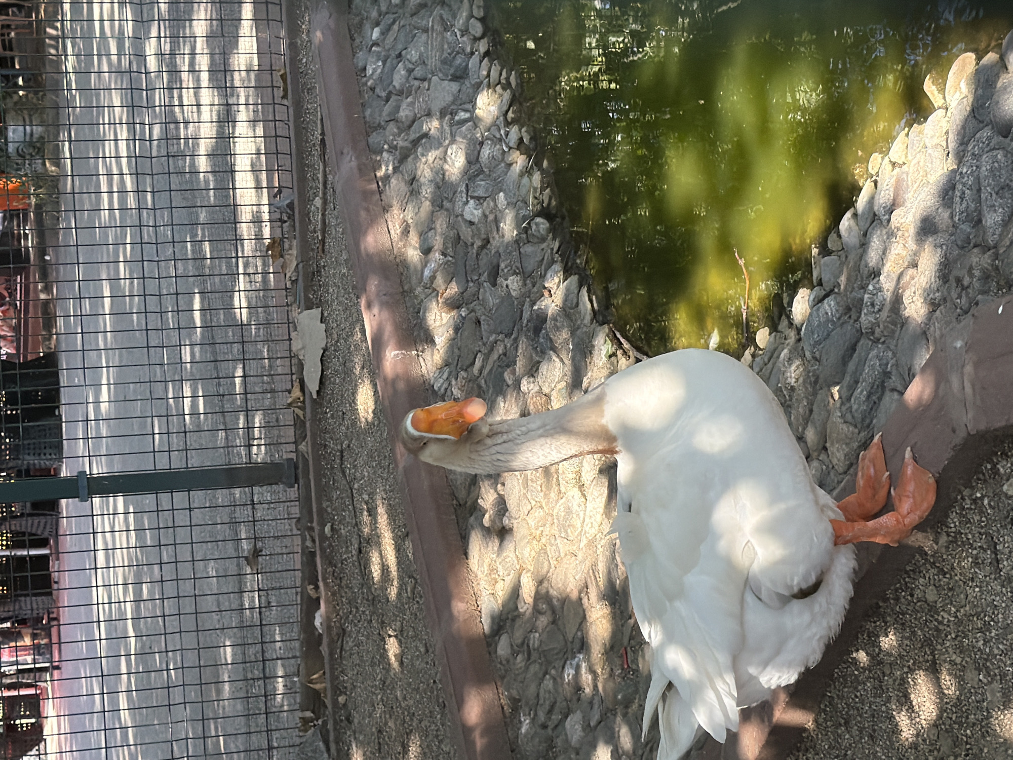 The image shows a white goose with an orange beak standing on the edge of a pond. The goose is mostly white with some grey feathers on its neck. It is standing on a reddish-brown border, with its webbed orange feet visible. The pond's water is green and reflects sunlight, with rocks lining the edge. The background features a metal fence, gravelly ground, and the dappled shade of trees. The scene appears to be an outdoor enclosure or park area. There is no visible indication of the city of Pazardzhik, Bulgaria within the image.