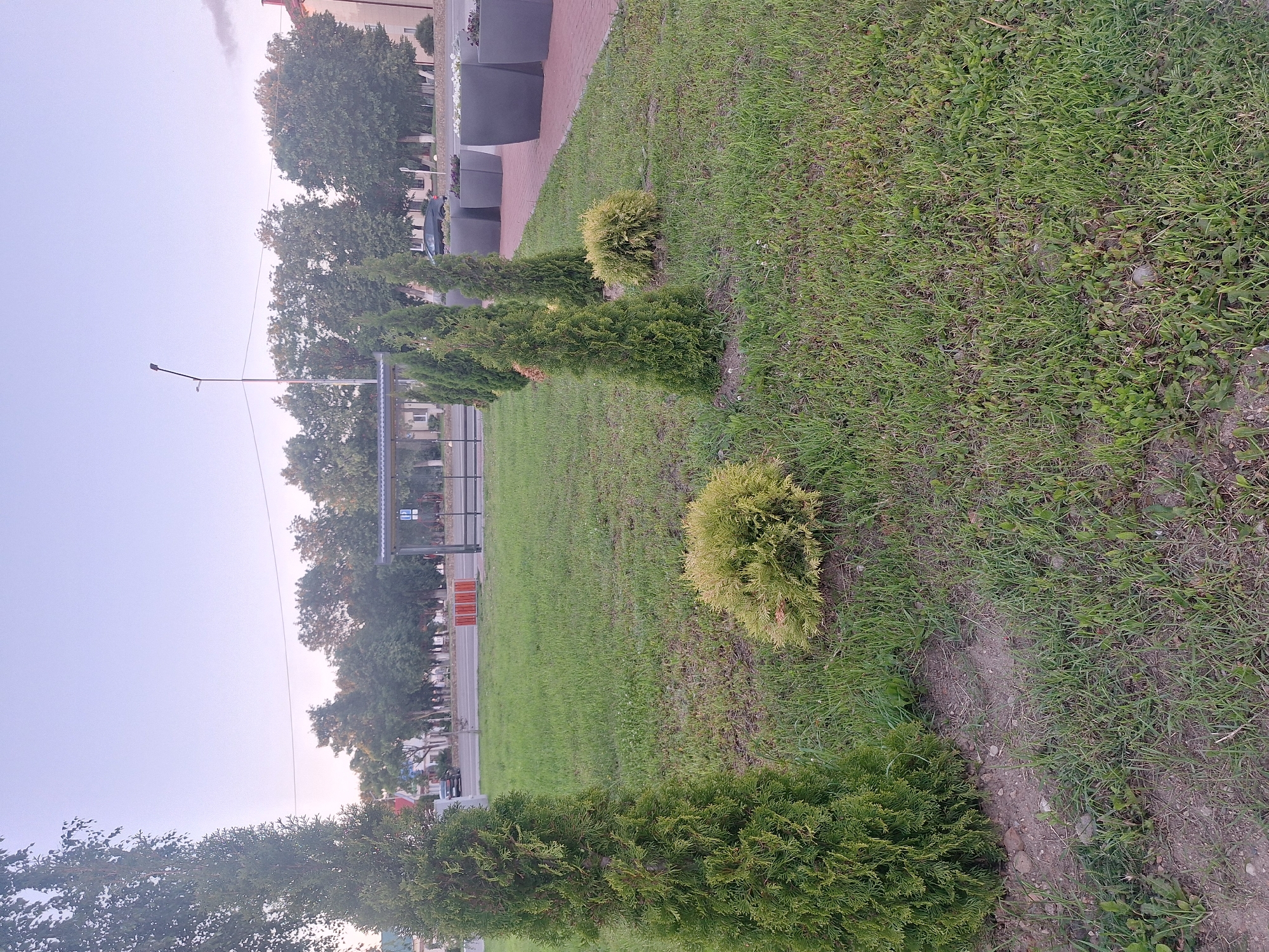 This is an outdoor, eye-level, medium shot of a grassy area with several conifer trees of varying heights and shapes. In the background, a paved walkway runs horizontally, bordered by large, dark grey planters. Beyond the walkway, there is a road with a few cars visible, a bus stop shelter with a blue and white sign, and a line of deciduous trees. The sky above is a pale, hazy blue, suggesting it is either early morning or late evening. The overall scene appears to be a public green space within a town or city, likely in Капыльскі сельскі Савет, Belarus, given the context. There are no people visible in the image.