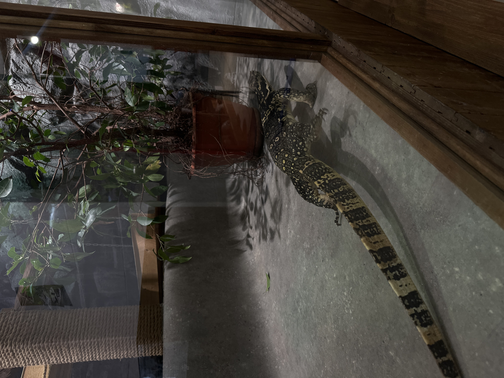 The image shows a reptile in what appears to be a terrarium. A potted plant stands nearby. The reptile has a patterned tail. Based on the appearance of the plant and the terrarium, it is an indoor location. Given the context of Krasnoyarsk, Russia, it is likely located at the Royev Ruchey Zoo.