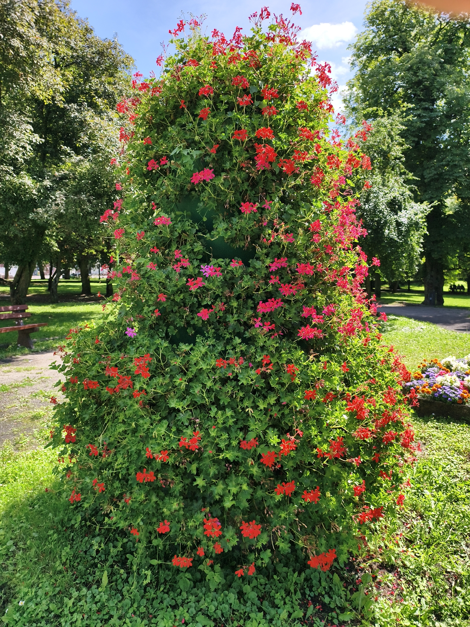 A tall, conical structure of dense green foliage is covered in numerous small red flowers and a few pink flowers. The structure is situated in a park-like setting with manicured green grass and mature trees in the background under a clear blue sky with scattered clouds. To the left of the floral structure, a wooden park bench is visible on a gravel path. To the right, a rectangular planter filled with colorful flowers, including orange, purple, and white blooms, is visible. The overall scene depicts a vibrant display of nature within an urban park. The location is the city of Tczew, Poland.