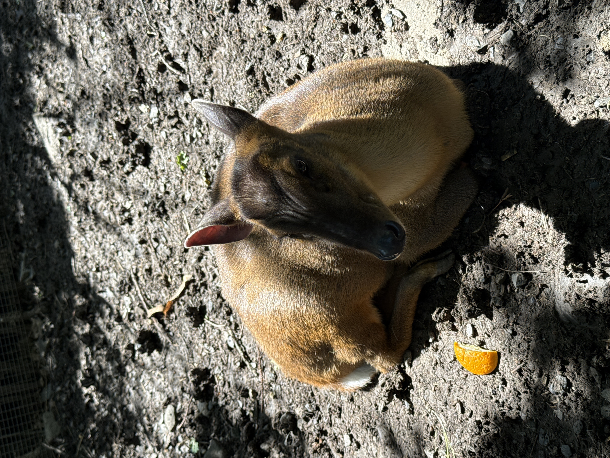 An overhead shot captures a small, deer-like animal, likely a Muntjac, resting on a patch of uneven dirt and gravel ground. The animal's fur is a light reddish-brown, with its face, muzzle, and ears appearing a darker brown. It is curled up, with its body facing away and its head turned towards the viewer, seemingly looking upward.
The setting is an outdoor, unpaved area with sparse vegetation and small stones scattered across the dark, disturbed earth. Strong, distinct shadows are cast across the ground and parts of the animal's body, indicating direct sunlight and a clear sky, suggesting either morning or afternoon. To the lower right of the animal, a single, bright orange slice of fruit or peel is visible on the ground. A faint grid-like pattern, possibly a fence or enclosure mesh, can be discerned along the left edge in some crops, suggesting the animal may be within a controlled environment such as a zoo or wildlife park. The animal appears calm and at rest. No people are visible in the image. No text is present. The provided location context is Shakhty, Russia.