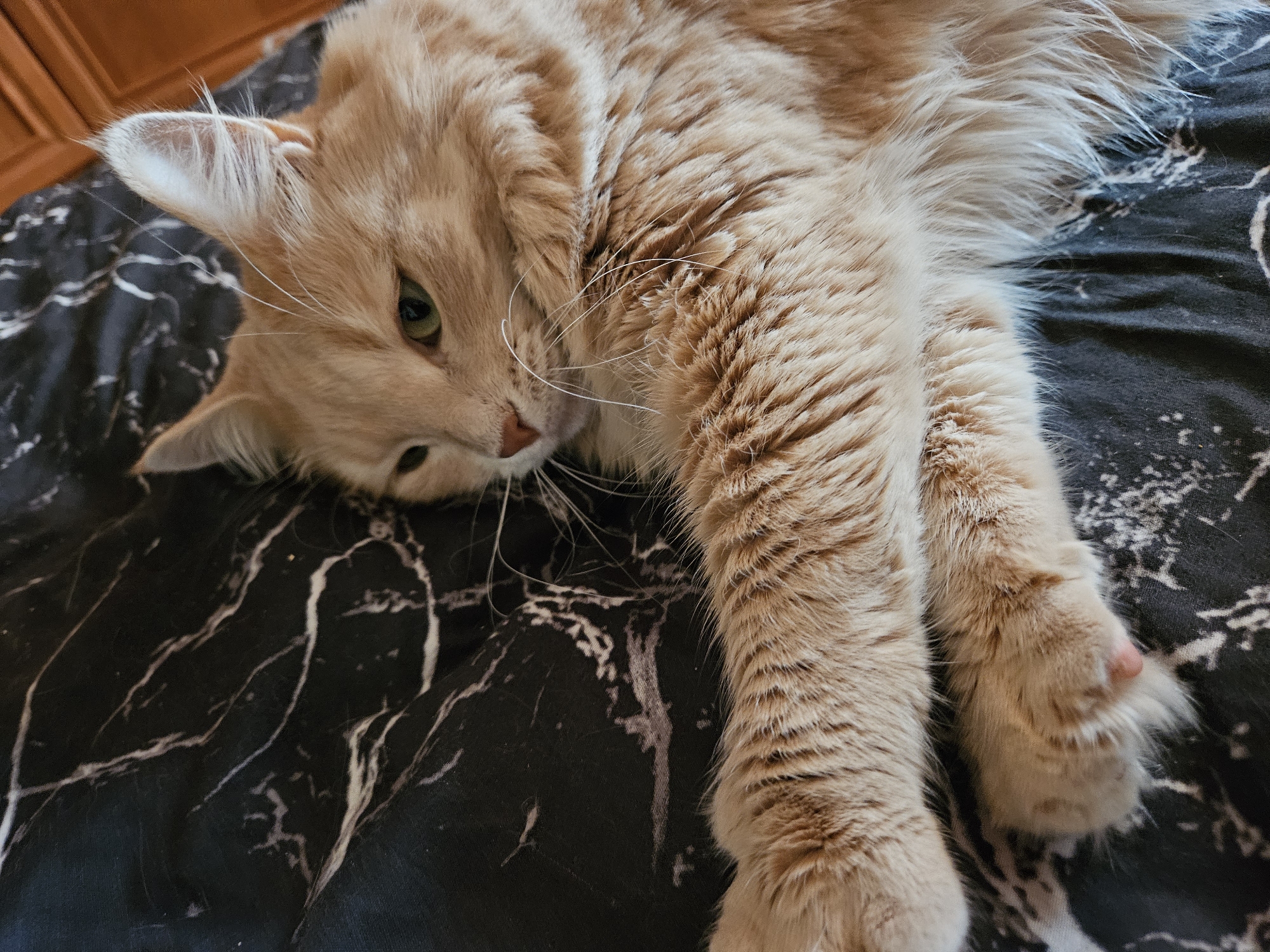 An orange tabby cat is lying on a black patterned surface, possibly a blanket or comforter. The cat is facing to the left, with its head resting on the surface and its eyes partially closed. Its fur is long and fluffy, with stripes of a lighter orange. One of its front paws is extended towards the viewer, showing a pink toe bean. The background surface has a marble-like pattern of white veins on a black base. The image is taken from a slightly elevated angle, focusing on the cat's body and face. The lighting is soft, creating a relaxed atmosphere. The scene appears to be indoors, likely in a home environment.