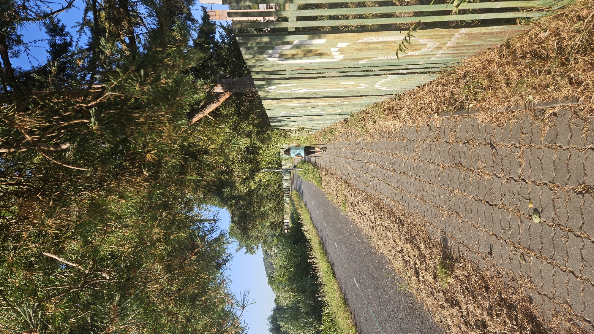 A woman with dark hair is walking away from the camera on a paved pedestrian path next to a road, in Prešov, Slovakia. She is wearing a blue t-shirt and dark shorts. She is holding Nordic walking poles. The path is lined with dry grass and leaves, and a green metal fence with white markings runs along the right side. Overhead, tree branches with green needles overhang the path, creating shade. The road on the left is asphalt and appears to be a bike lane or sidewalk. In the background, there is lush greenery and a hill. The sky is clear and blue.