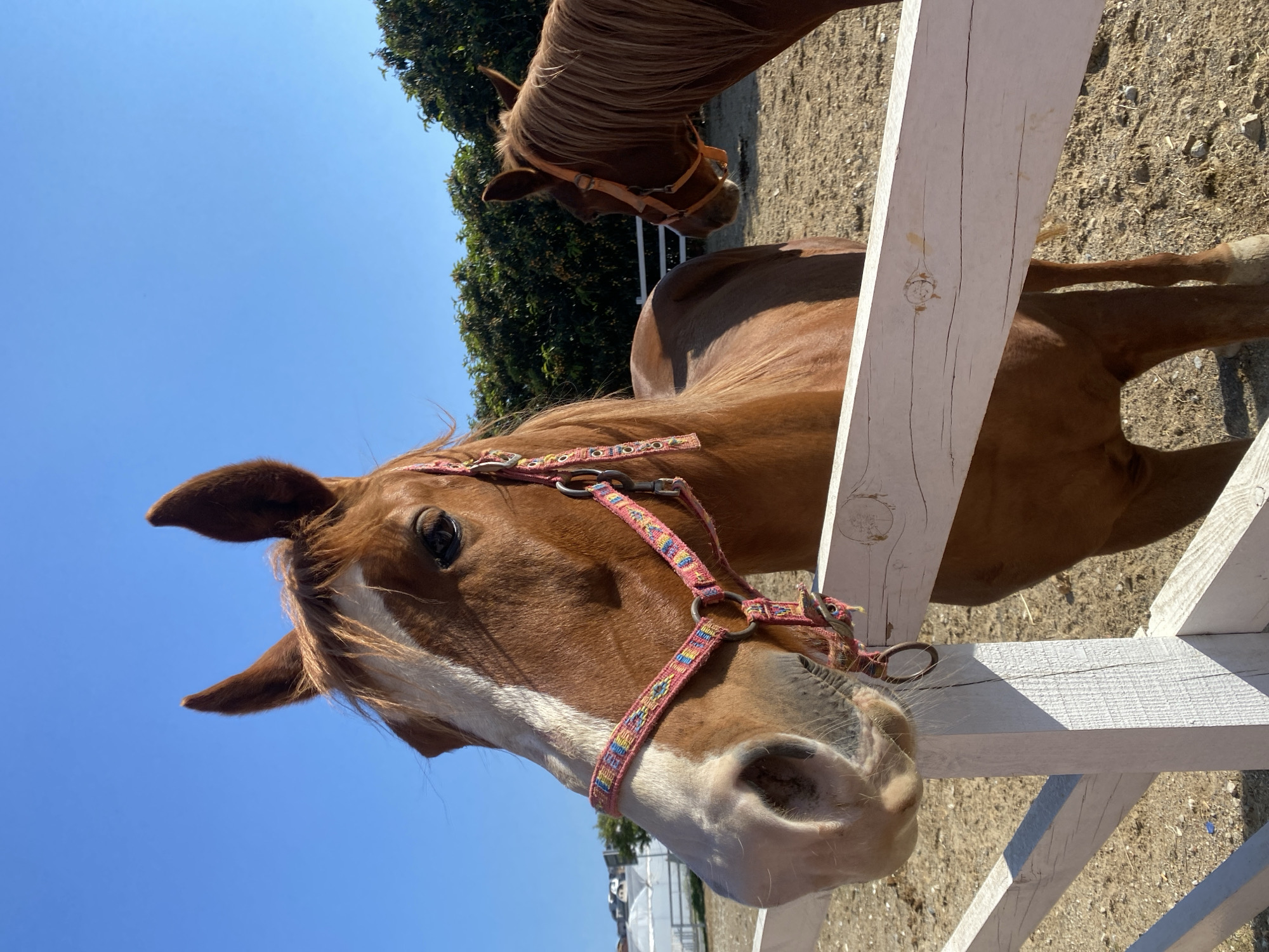 This vertically oriented image, captured with a 90-degree counter-clockwise rotation, features two light brown horses in an outdoor enclosure under a clear, bright blue sky, likely in Alanya, Turkey.
The primary subject is a light brown horse in the foreground, distinguished by a prominent white blaze running down its face and muzzle. It is wearing a colorful halter with intricate patterns in pink, blue, and yellow. The horse's head is tilted slightly, and it appears to be looking directly at the viewer with its dark eye visible. Its mane is a rich brown.
In the background, another light brown horse is partially visible, mainly its head and neck, wearing a simpler tan halter. This horse appears to be looking away from the camera. The horses are confined by a white wooden fence that runs diagonally across the right side of the frame, partially obscuring the body of the front horse.
The ground within the enclosure is dry and sandy, indicative of a paddock or stable area. Lush green trees line the background, adding a natural element to the scene. The bright blue sky and strong shadows suggest a sunny day, likely midday or early afternoon. There is no visible text in the image.