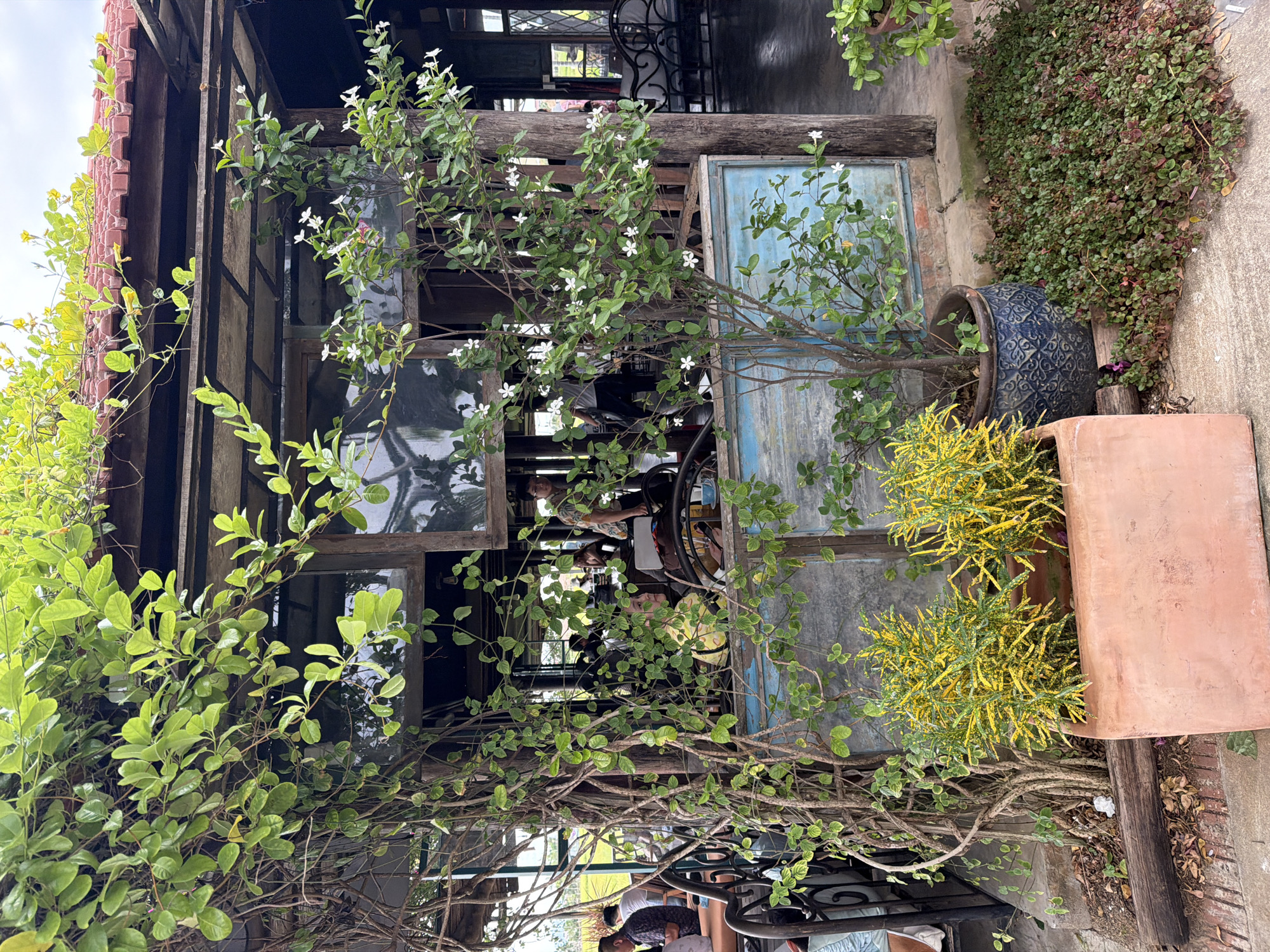 In Hoi An, Vietnam, an outdoor dining area is covered by a vine-laden wooden roof with red tiles. A woman in a yellow top sits at a table to the left, partially obscured by foliage. To the right, a man in a patterned shirt stands near an opening, and another man with glasses is seated further inside. Greenery cascades from the roof and a tall plant with white flowers stands in a pot. In the foreground, a terracotta planter holds yellow and green leafy plants, adjacent to a blue ceramic pot and a ground cover of small-leaved plants. The floor is concrete.