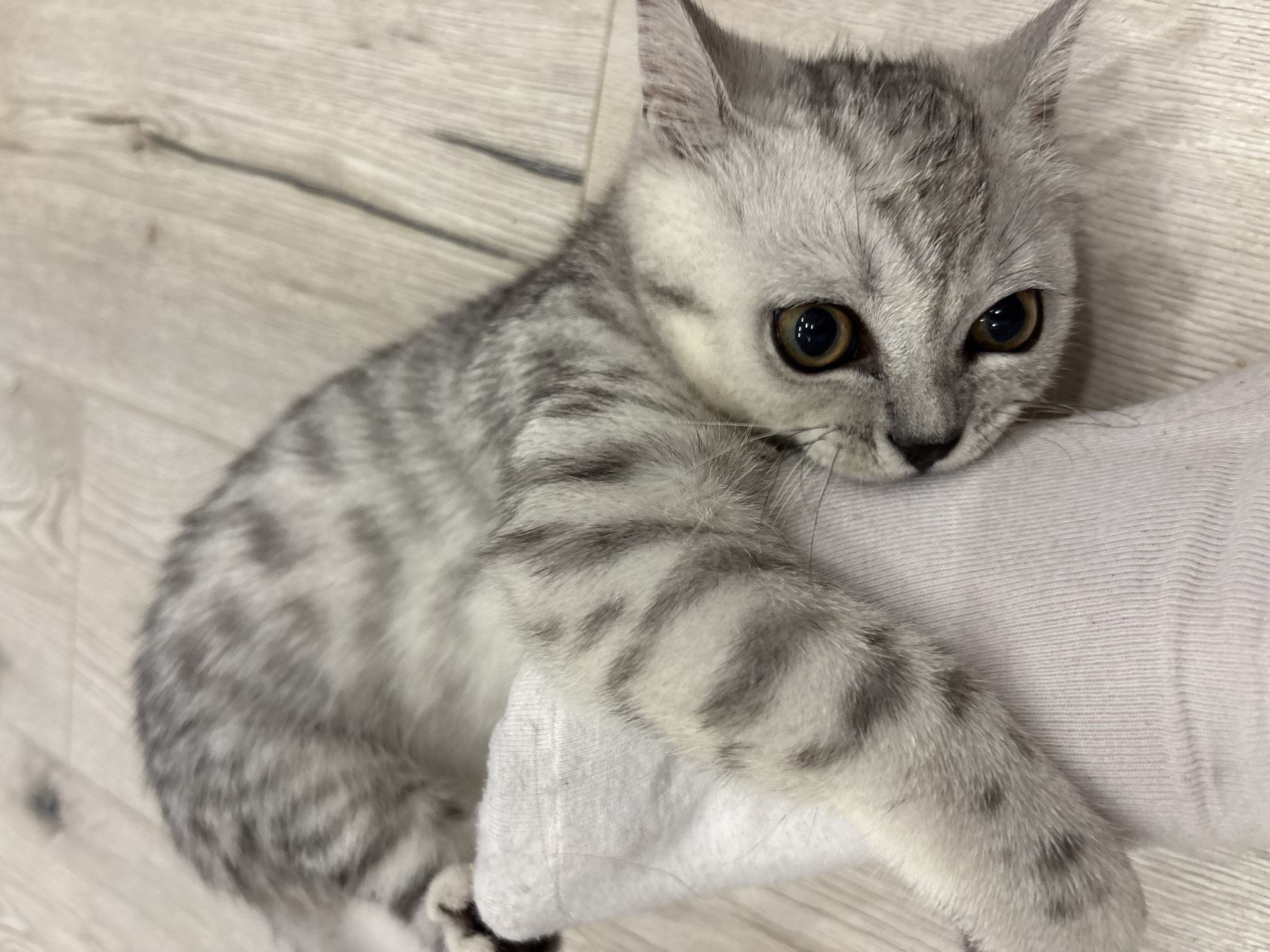 A silver tabby kitten is captured in a close-up, high-angle shot indoors in Izhevsk, Russia. The kitten, displaying distinct grey and black striped fur, is seen resting its head and a front paw on a person's foot, which is covered by a plain white sock. Its large, round eyes, a striking amber-brown hue, are wide open and gazing directly at the viewer, conveying a sense of curiosity and attentiveness. The kitten's small, pink nose and dense, soft fur are prominent features.
The background consists of a light-colored wooden floor with visible grain patterns and knots, indicating an indoor setting. The lighting is soft and natural, illuminating the scene evenly and highlighting the textures of the cat's fur and the wooden floor without harsh shadows. The interaction suggests a moment of playful engagement or affectionate resting between the kitten and the person. There is no visible text in the image.