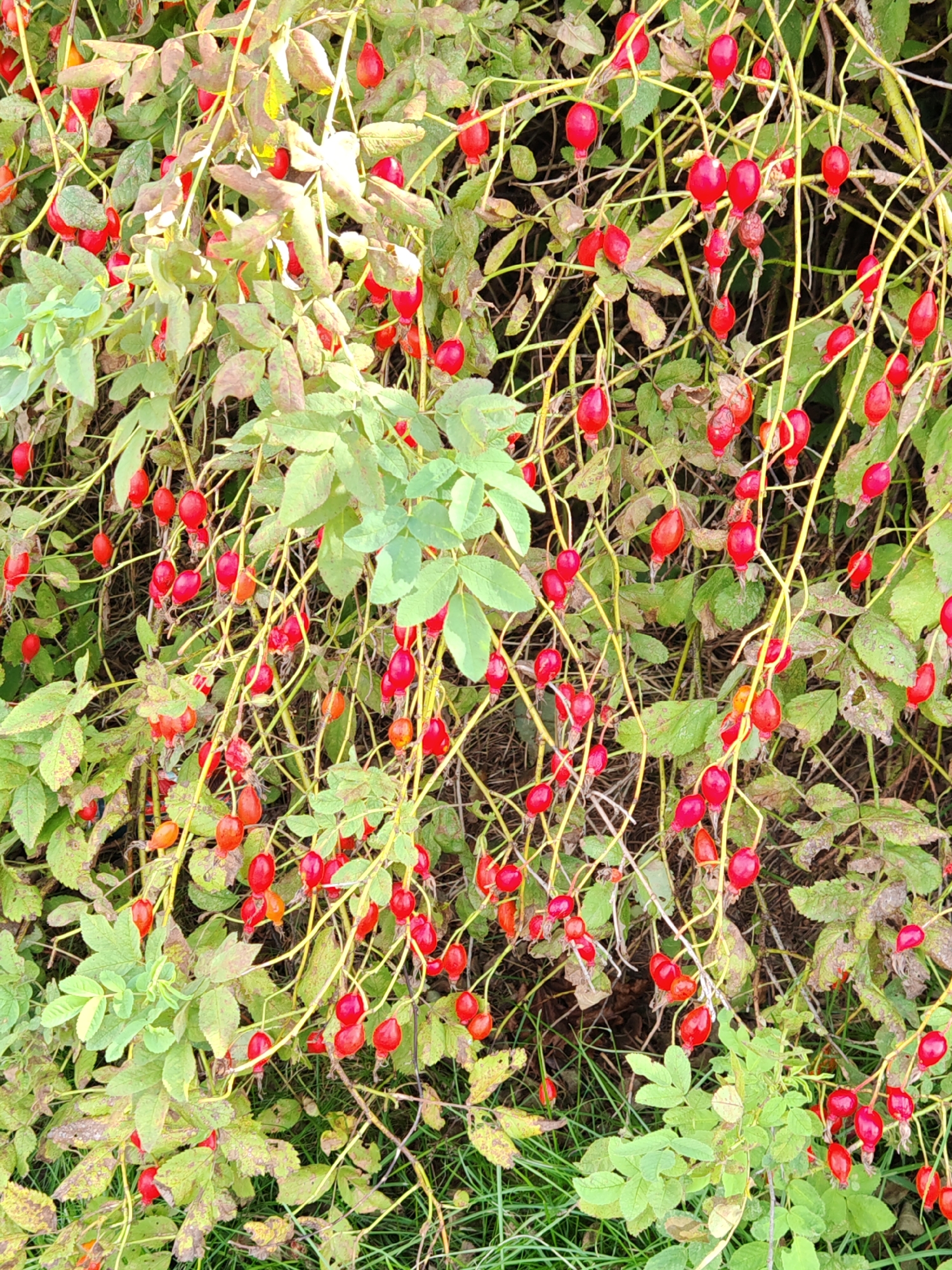 The image depicts a dense thicket of rosehip bushes, laden with numerous bright red fruits. The bushes are characterized by their thorny branches and green leaves, many of which show signs of browning and decay, suggesting a late autumn season. The rosehips themselves are oval-shaped and vary slightly in shade from deep red to a more orangey-red. The background consists of dry grass and twigs, indicating a natural outdoor setting. There are no people or animals visible in the image. The overall impression is of a wild, overgrown area. This scene is consistent with the natural vegetation that could be found in and around the suburban area of Rosinka, Russia, particularly in uncultivated or parkland regions.
