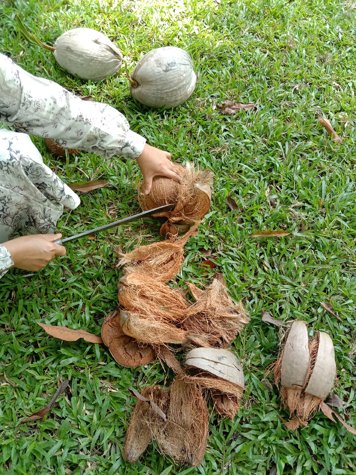 The image depicts a person, wearing a floral patterned long-sleeved shirt, husking a coconut on a patch of green grass. Two whole coconuts are visible in the upper left corner of the image. The person uses a long, metallic blade to separate the coconut from its fibrous husk. Piles of coconut husk debris are scattered around the coconut being husked, and in the foreground there are two coconut shells with husk attached. The ground is covered with green grass, and there are also some brown leaves scattered around. The location is in Blangkarieng, Indonesia.