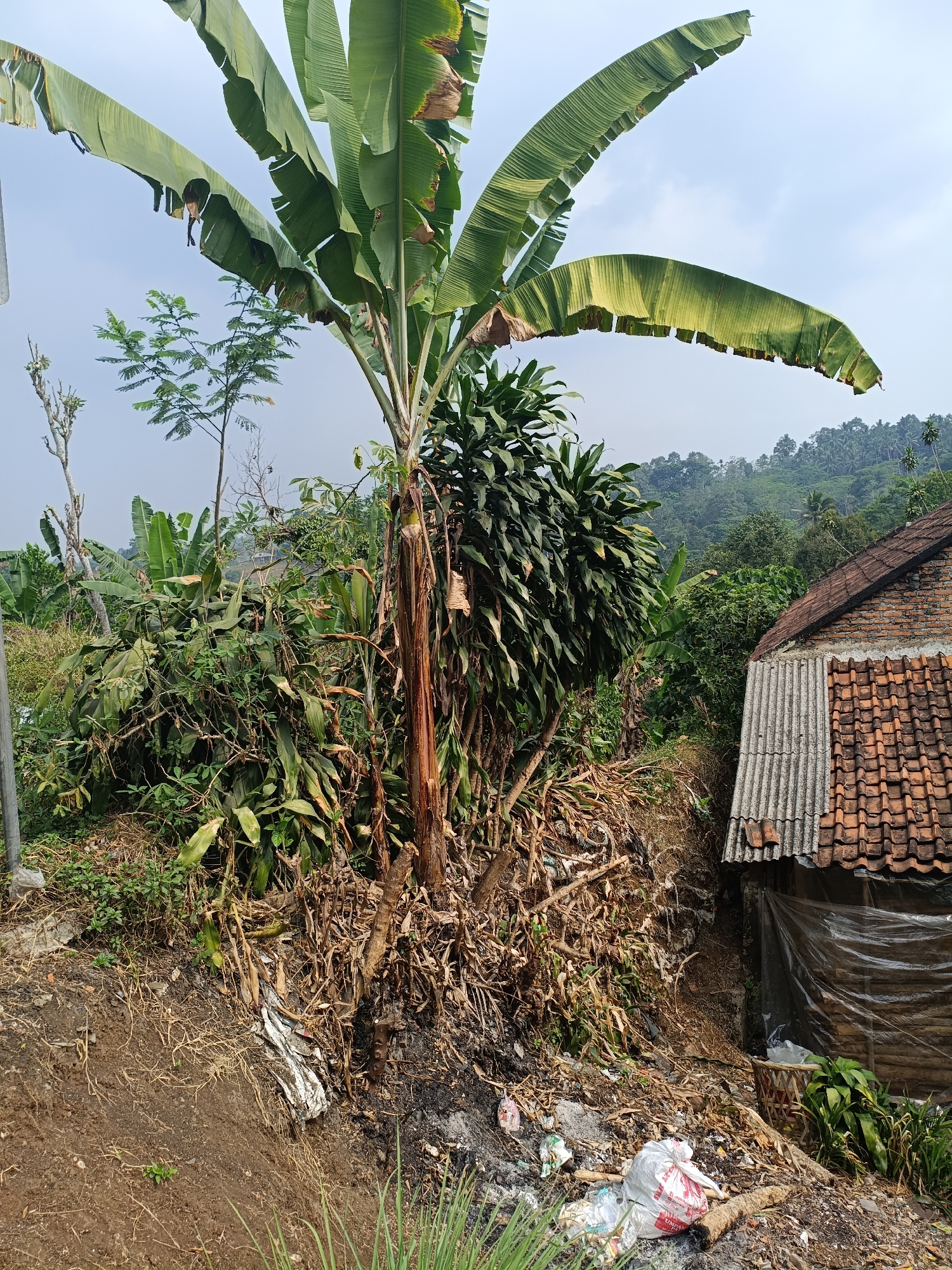 The image depicts a rural scene in Kadununggal, Indonesia, characterized by lush vegetation and a small, rustic dwelling. Dominating the foreground is a large banana tree with its characteristic broad leaves, some of which appear torn or damaged. The base of the banana tree is surrounded by dried leaves and debris, suggesting recent pruning or natural shedding.
To the right of the banana tree is a small, partially constructed building. The roof is covered with red clay tiles and corrugated metal sheets. The walls are made of wood and covered in clear plastic sheeting, indicating it's either unfinished or used as a temporary shelter. In front of this structure, a small woven basket is visible, alongside some green plants.
The ground in the immediate foreground is rough and uneven, with patches of exposed soil, dry grass, and accumulated litter, including plastic bags and other refuse. This suggests a somewhat untidy living environment.
In the background, the landscape rises into a series of hills covered with dense green foliage, characteristic of a tropical or subtropical environment. The sky above is overcast, with a light gray hue. The overall impression is one of a modest, rural homestead set against a verdant, hilly backdrop. No people are visible in the image.