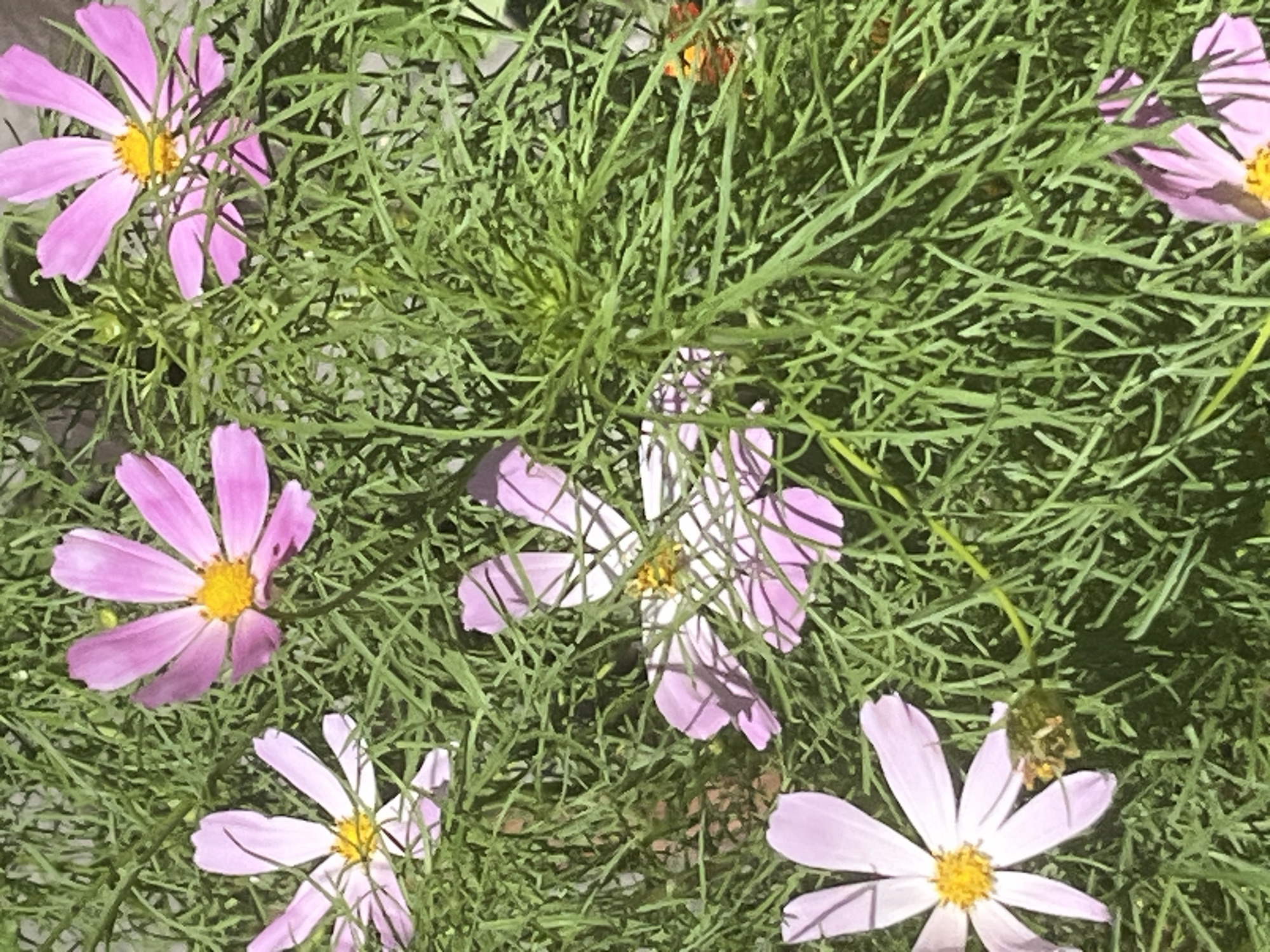 The image depicts a close-up view of several pink cosmos flowers with yellow centers, interspersed with delicate, feathery green foliage. The flowers are in various stages of bloom, with some fully open and others partially unfurled. The lighting suggests an outdoor setting, likely a garden or park, with sunlight casting shadows. No people or specific landmarks that would indicate a precise location within the city of Dnipro, Ukraine, are visible. The focus is entirely on the natural elements of the flowers and foliage.