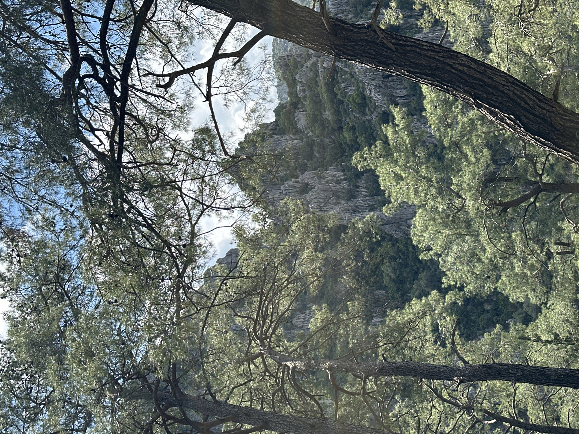 The image depicts a mountainous, forested landscape near Kumluca, Turkey. Rocky outcroppings are visible amidst dense green foliage, possibly pine or other coniferous trees. The foreground features tree branches and trunks, partially obscuring the view of the distant terrain. The sky, visible through the branches, is pale blue with some cloud cover. No people or animals are apparent in the frame. The scene appears to be captured from a low vantage point, looking upwards.