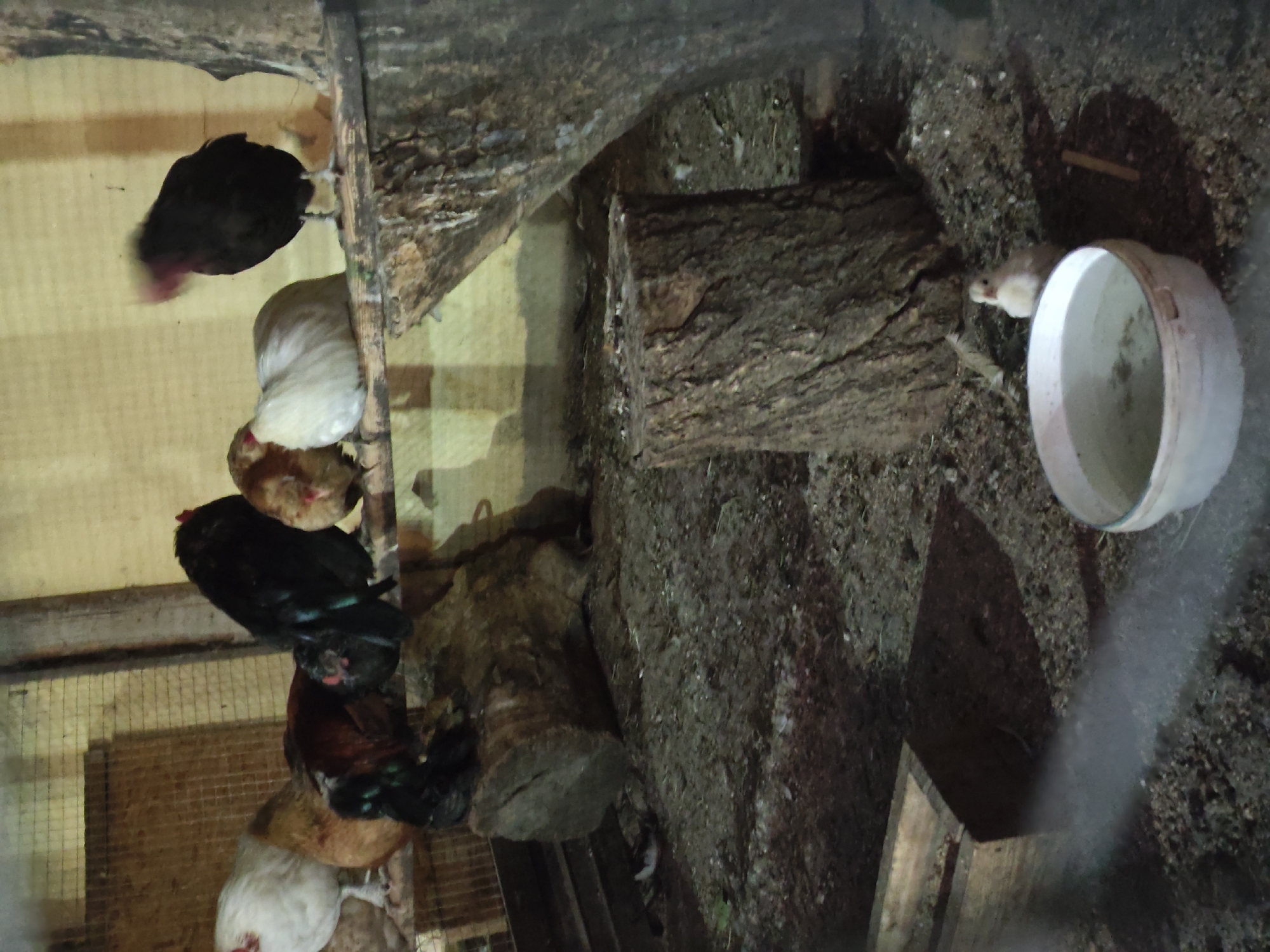 The image depicts a dimly lit enclosure, likely a chicken coop, with several chickens and one chick visible. The enclosure is constructed with wooden elements and appears to be on the ground. In the foreground, a white plastic bucket filled with water sits on the dirt floor, next to a small white chick. To the left, a wooden feeder box is partially visible.
The main subjects are several chickens perched on a wooden beam running horizontally across the frame. From left to right, there is a white chicken, a brown chicken, a black and reddish rooster, another rooster or hen with darker plumage, and a fluffy white chicken. Further to the right, a black chicken with a reddish head is partially visible, with its head blurred as if in motion. The chickens are positioned on a raised platform formed by logs and a thick tree trunk.
The ground is covered with dirt, straw, and some small debris. There are several logs of varying sizes scattered within the enclosure, one of which is a prominent, large log in the mid-ground. The background consists of a yellowish wall and a wire mesh fence. The overall impression is of a rustic, functional animal enclosure. No specific elements in the image definitively place this scene within the city of Leninkent, Russia.