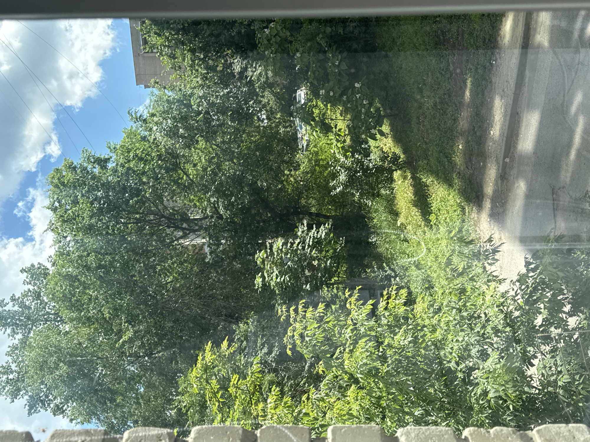 The image depicts a view from a window overlooking a courtyard in Saratov, Russia, on a sunny day. Lush green trees and foliage dominate the scene, with a building visible in the background. The ground appears to be a mix of grass and asphalt, with parked cars partially obscured by the greenery. The sky above is blue with scattered white clouds.