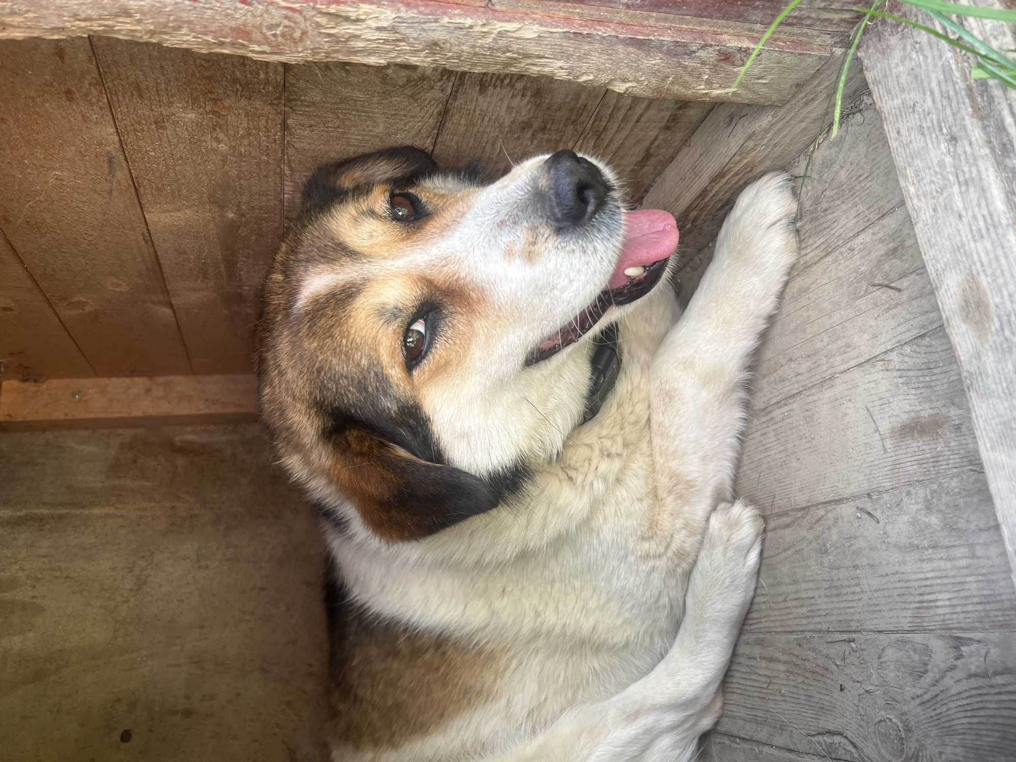 A dog is lying on its back inside a wooden structure, possibly a dog house. The dog is panting with its tongue out. It has brown and white fur. The location is Gorno Kamartsi, Bulgaria. The wooden structure is aged and weathered. A few blades of grass are visible near the edge of the structure.
