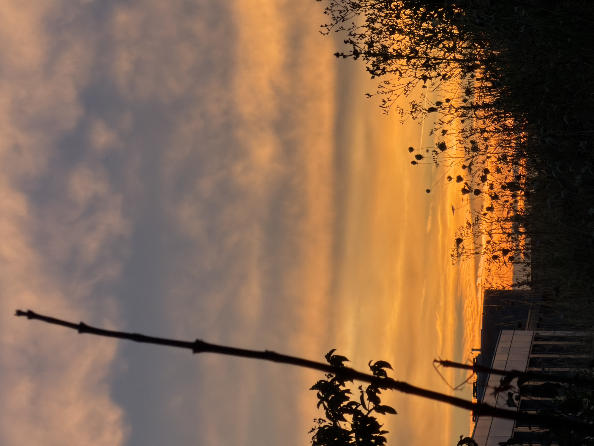 A silhouette of a leafless branch is positioned vertically on the left side of the frame, angled slightly to the right. To the left of the branch, a cluster of dark leaves is visible. The sky displays a gradient of colors, transitioning from a bright orange near the horizon to a muted gray with orange streaks and dark clouds higher up. In the lower left quadrant, the side of a modern building with horizontal white panels and darker vertical sections is depicted in silhouette. The right side of the image is filled with the dark silhouettes of various plants and dry grass, some with seed heads. The scene is set during sunset or sunrise. The image was captured in Leudelange, Luxembourg.