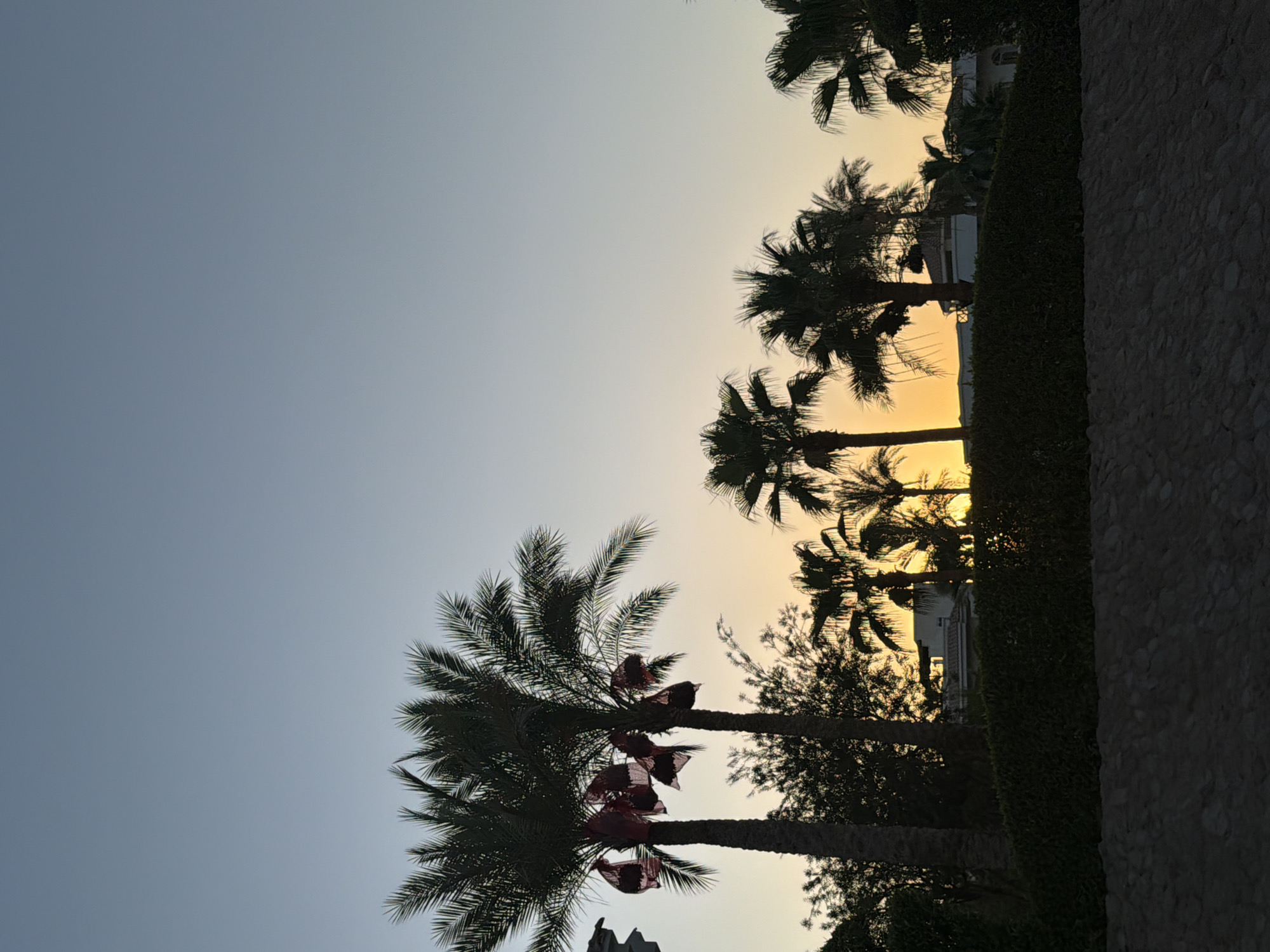 The image depicts a serene dusk scene in Sharm El Sheikh, Egypt, with silhouetted palm trees dominating the foreground. Two prominent palm trees in the left foreground are adorned with what appear to be festive red and white banners or flags hanging from their trunks. Behind them, a line of various palm trees stretches across the frame, silhouetted against a soft gradient sky transitioning from a pale blue at the top to a warm orange-yellow glow near the horizon, indicating sunset. In the middle ground, a dense, dark green hedge runs horizontally, partially obscuring buildings and more palm trees behind it. The buildings are low-rise and white, with some architectural details visible. The very bottom of the image shows a textured surface, possibly a stone wall or embankment, also in silhouette. The overall atmosphere is peaceful and tropical, characteristic of a resort setting in Sharm El Sheikh.