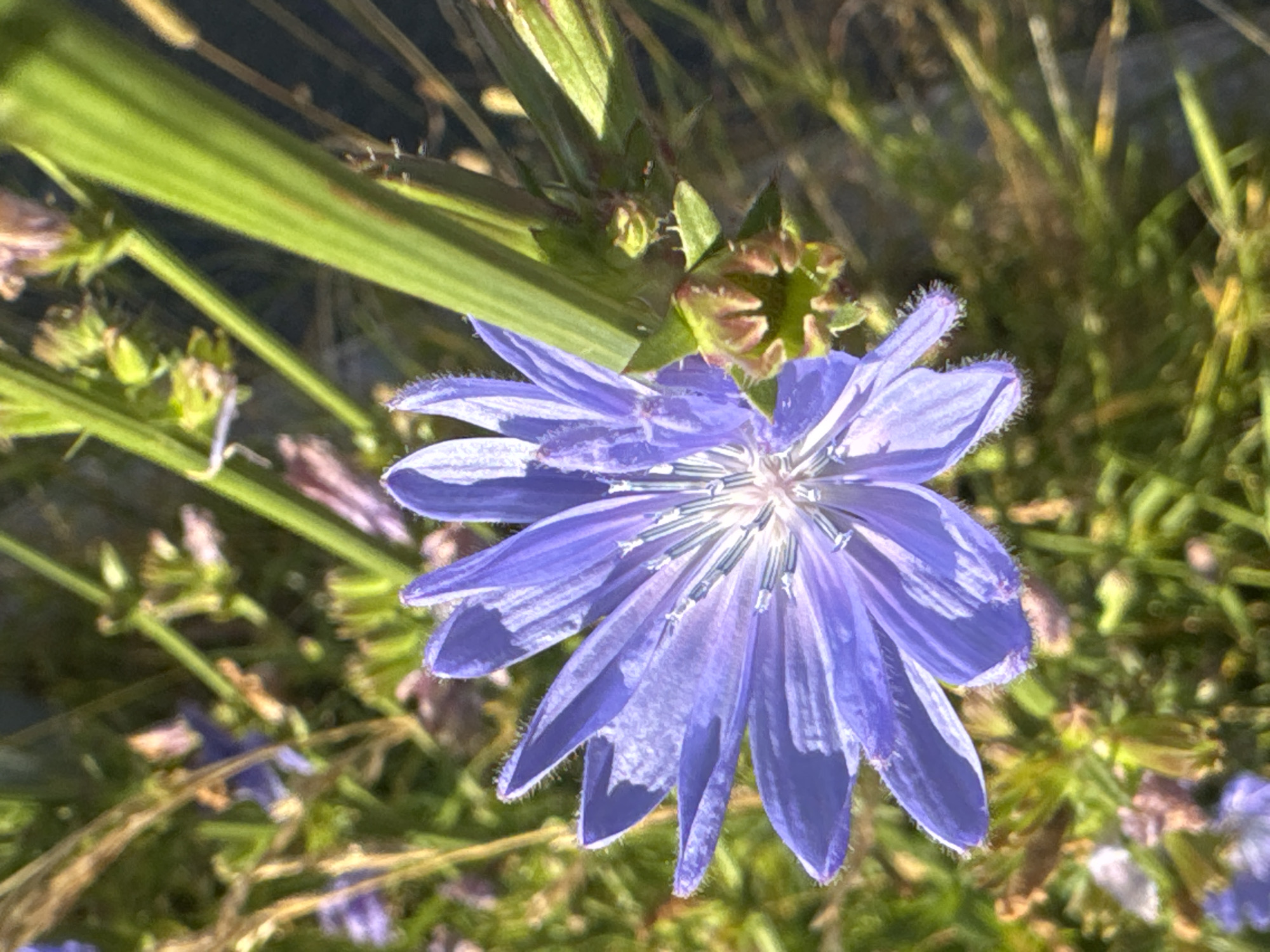 A close-up, high-angle shot focuses on a vibrant purple flower with delicate, fringed petals and a white and blue center. The flower is surrounded by lush green foliage and other unfocused purple flowers in the background, suggesting a natural setting. One prominent green stem runs vertically up the right side of the frame, partially obscuring the flower. There are no people or man-made structures visible. The image is taken outdoors in a natural environment, likely a field or garden. No specific location in Salekhard, Russia can be identified from the image itself.