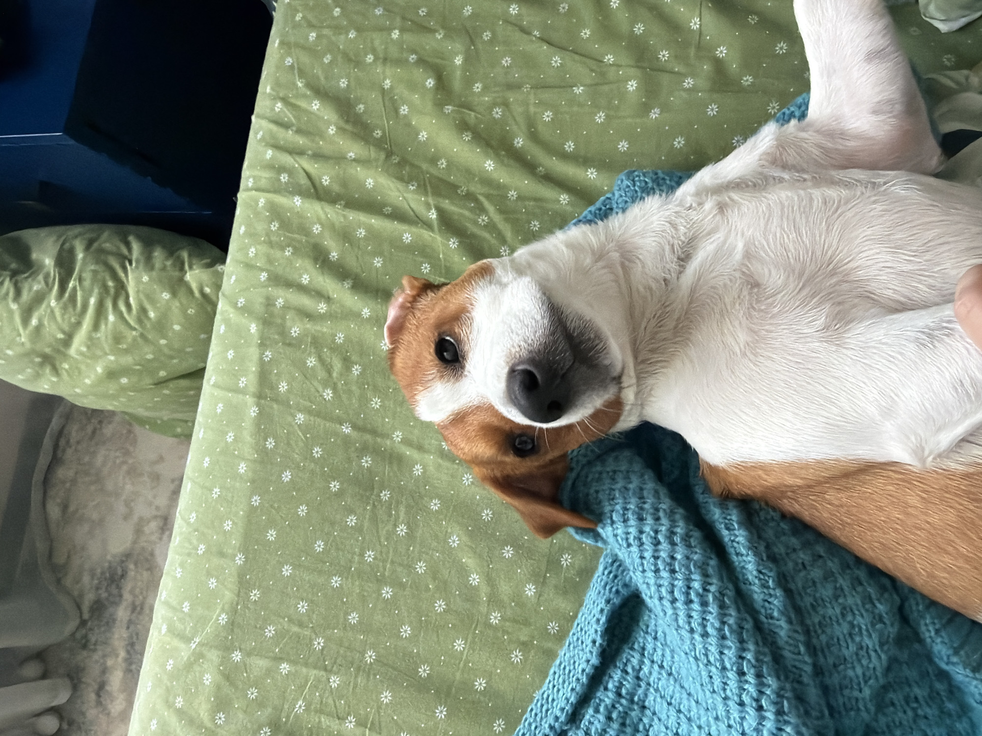 A medium shot shows a Jack Russell Terrier dog lying on a green blanket with a small white floral pattern. The dog has white fur with brown markings on its head and ears. It is nestled into a textured turquoise blanket. The dog is looking towards the camera with its head tilted to the side. The background consists of the green blanket, and a portion of what appears to be furniture, possibly a sofa, is visible in the upper right corner. The scene is indoors. There are no discernable architectural features or specific elements that would indicate a location in Moscow, Russia.