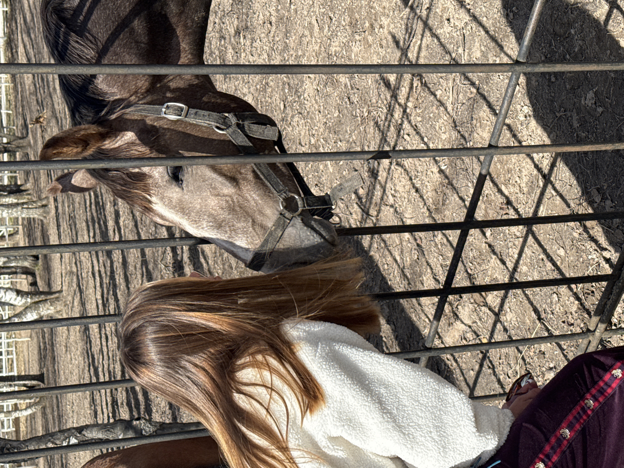 A young girl with long brown hair is seen standing by a fenced enclosure, reaching out to pet a horse in Вершилово, Russia. The horse is gray and has a bridle on. The girl is wearing a white, possibly fleece jacket, and burgundy trousers with decorative trim. The environment appears to be a farm or rural setting with dirt ground and trees in the background. The photo is taken from a high angle looking down through the metal fence.