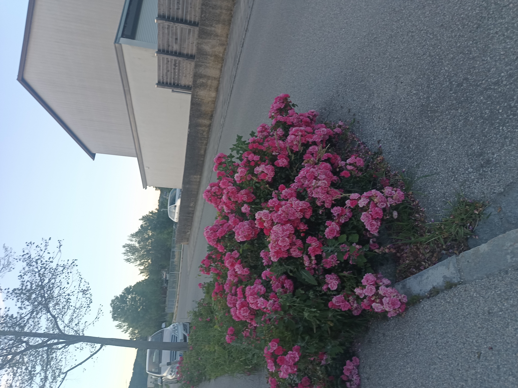 The image depicts a street scene in Neuötting, Germany. In the foreground, a vibrant bush of pink roses is in full bloom, encroaching slightly onto the asphalt road and sidewalk. To the left of the roses, a silver car is parked along the street, partially obscured by the foliage and a tree trunk. The tree, bare of leaves, stands tall on the left side of the frame. In the background, a modern building with a pale facade and a dark roof dominates the right side of the image. A beige concrete wall runs along the edge of the property, with horizontal wooden fencing elements visible on top. Another silver car is seen parked further down the street on the right. The sky is a clear, pale blue, indicating it is either early morning or late evening. The overall impression is a quiet, suburban street scene bathed in soft light.