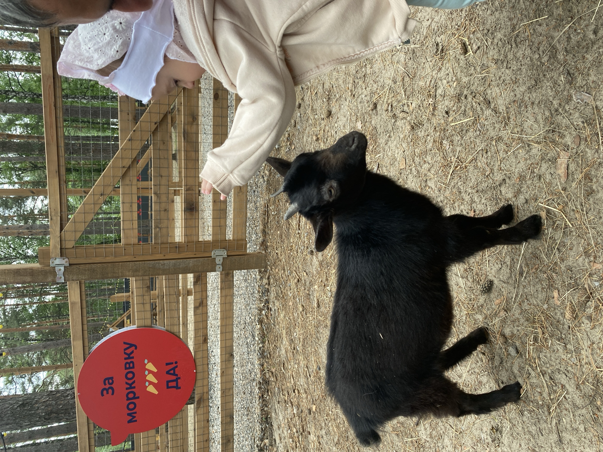 An outdoor, eye-level photograph captures a child interacting with a small black goat at the Zarechny Eco-Park in Tyumen, Russia. The child, visible from the upper body on the right, wears a light-colored hoodie and a white bonnet with lace details, extending their right hand towards the goat. The small, black-furred goat, positioned in the lower-left and central frame, possesses short horns and faces the child's outstretched hand, appearing to look at it. The ground consists of light brown sand mixed with scattered dry grass, small leaves, pebbles, and animal droppings, along with a few pine cones.
In the mid-ground, a wooden fence with wire mesh panels acts as a barrier. A red, speech bubble-shaped sign is affixed to the fence on the left side, displaying white Russian text that reads "За морковку ДА!" (For a carrot YES!), punctuated by three yellow carrot icons. A wooden gate post with a metal hinge is visible on the right side of the fence. The background reveals a dense cluster of tall trees, indicating a wooded area, with a faint string of yellow decorative lights discernible in the upper left section.