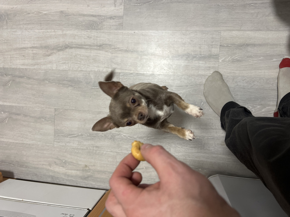 A small, brown and white Chihuahua looks up at a person holding a small, yellow, donut-shaped treat. The dog stands on a gray, wood-grain-patterned floor. The person's hand, arm, and part of their leg are visible. The person wears dark pants and socks, one of which has a red stripe on the toe. A corner of a white box and a wooden surface are visible in the lower left.