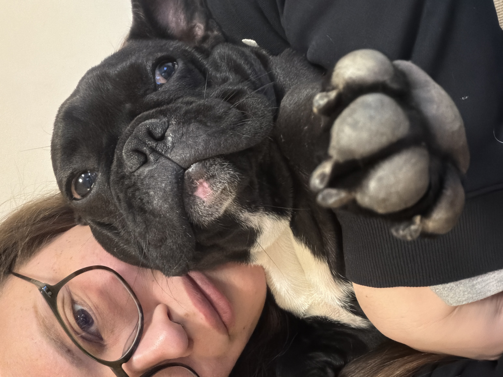 A close-up, intimate portrait captures a black French Bulldog playfully resting its head on a person's face. The dog, with its dark, wrinkled snout and expressive eyes, occupies the upper and central part of the frame. A patch of white fur is visible on its chest, contrasting with its otherwise black coat. One of the dog's large, dark paws is raised and prominent in the upper right, showing its distinct paw pads.
The person, partially visible on the left and bottom of the frame, is wearing dark-rimmed glasses. Their eye, visible through the lens, looks towards the camera. Their mouth is slightly open, suggesting a relaxed or possibly amused expression. They are dressed in a black long-sleeved top with a ribbed cuff, under which a grey garment is peeking out.
The setting appears to be indoors, indicated by a plain, light-colored background. The lighting is soft, creating a warm and affectionate atmosphere. The image emphasizes the close bond and companionship between the dog and the person. No text is visible. The time of day or specific location cues beyond an indoor setting are not discernible.