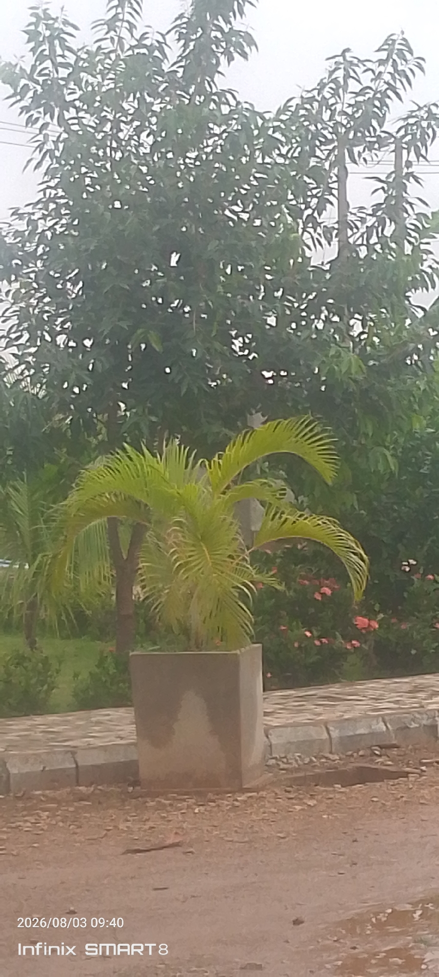 A medium shot, outdoor, vertical, low-angle photograph captures a small, potted palm tree in the foreground. The palm tree has bright green, feathery fronds and is planted in a square, light-gray concrete planter. Behind the palm tree, a lush green bush with scattered small pink flowers is visible. Further back, a large tree with dense foliage dominates the upper portion of the image. A pathway made of light-gray paving stones with a concrete curb runs along the base of the planter. The ground in front of the pathway is covered with reddish-brown dirt and small stones. The background is a hazy, overcast sky. The bottom left corner of the image displays the text "2026/08/03 09:40 Infinix SMART 8." The location is identified as Kakau, Nigeria.