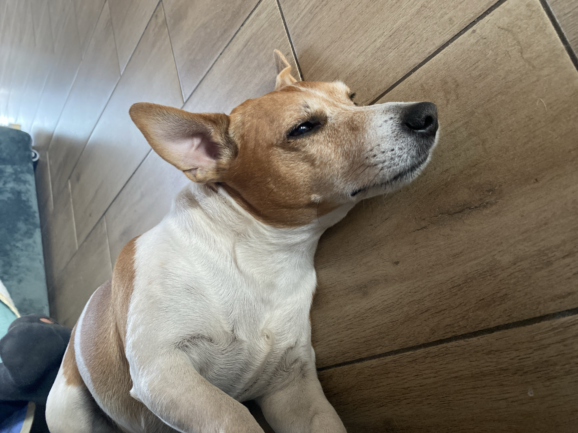A medium shot shows a tan-and-white Jack Russell Terrier dog lying on a dark-wood-grain tile floor. The dog is mostly white on its body and tan on its head with a dark nose and dark eyes. The dog has one ear that is flipped back and one that is pointing forward. The dog is lying to the right of the frame, and a blue couch is visible in the upper left corner. The location is not discernible from the image.