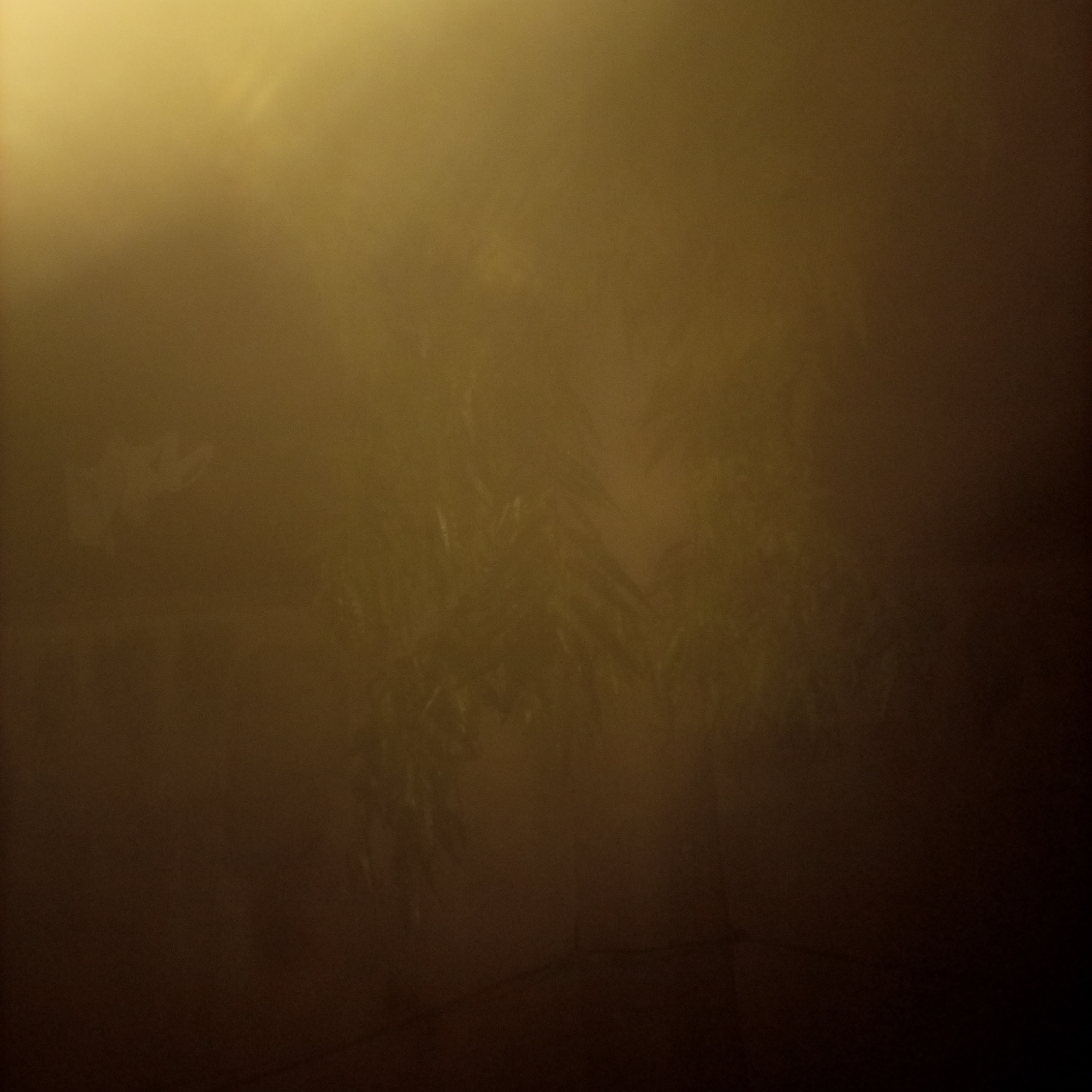 The image depicts a dimly lit, hazy outdoor scene, possibly at dusk or dawn, with a yellowish-brown cast. In the center of the frame, a cluster of leafy branches is visible, seemingly hanging from an unseen source. The foliage is indistinct due to the atmospheric conditions. To the left of the branches, a faint, lighter-colored object or shape can be discerned, possibly a piece of fabric or a light-colored surface. The background is a gradient of dark brown to black, suggesting a dark, unlit area or possibly the night sky. Thin, dark lines are faintly visible across the lower portion of the image, which could represent wires or branches. The overall impression is one of mystery and obscurity, with limited discernible details due to the poor lighting and atmospheric haze. This image does not contain enough visual information to definitively place it within Jalingo, Nigeria, or any specific urban or natural environment.