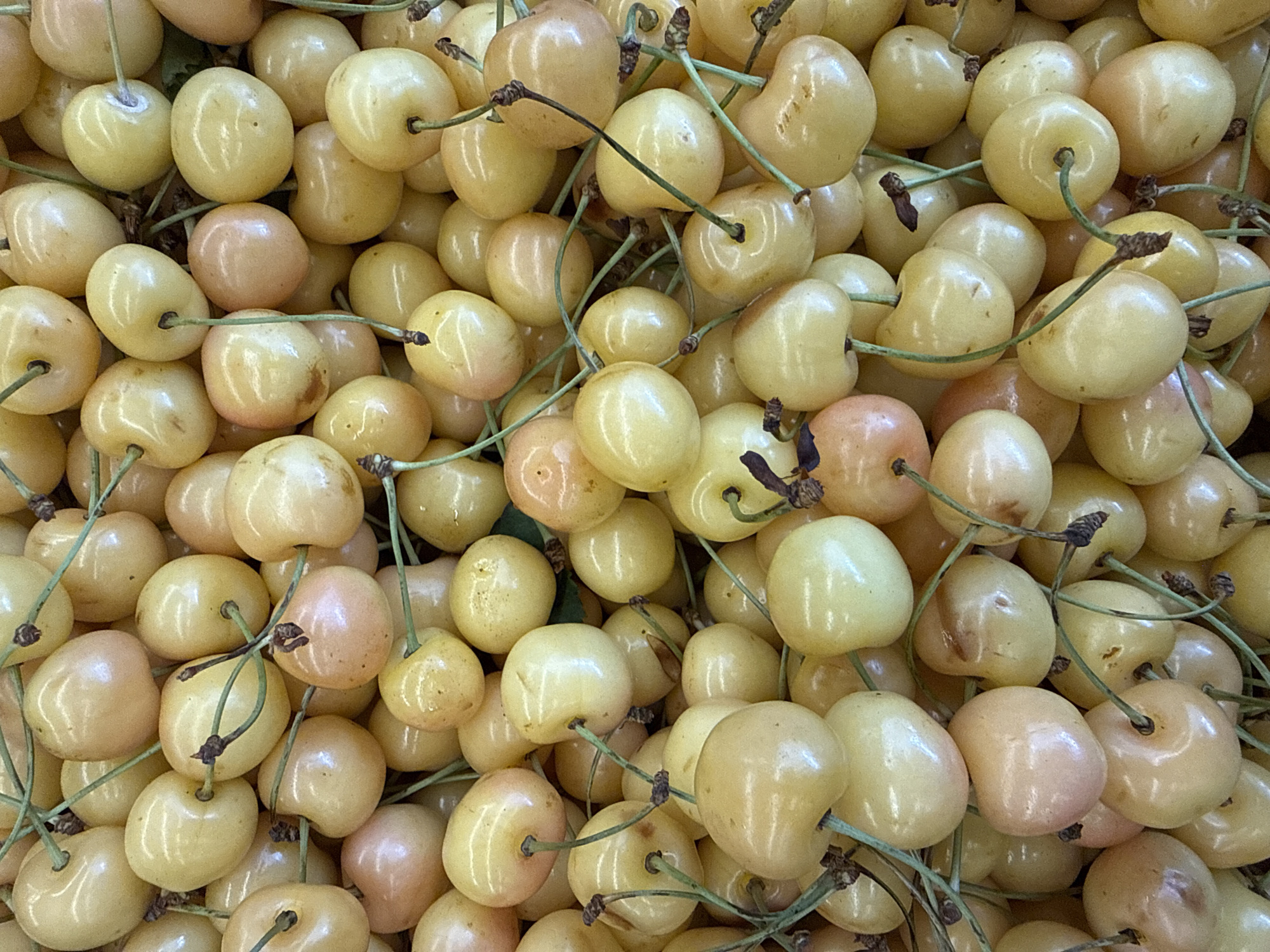 A close-up, top-down view shows a large pile of ripe, yellow cherries with some having a pinkish hue. The cherries are small and round with smooth skin, and many have thin green stems attached. The lighting is bright and even, highlighting the glossy surface of the fruit. There is no discernible background or context, suggesting the cherries are packed tightly together, possibly in a container or spread out on a surface. No people or specific location are visible in the image.