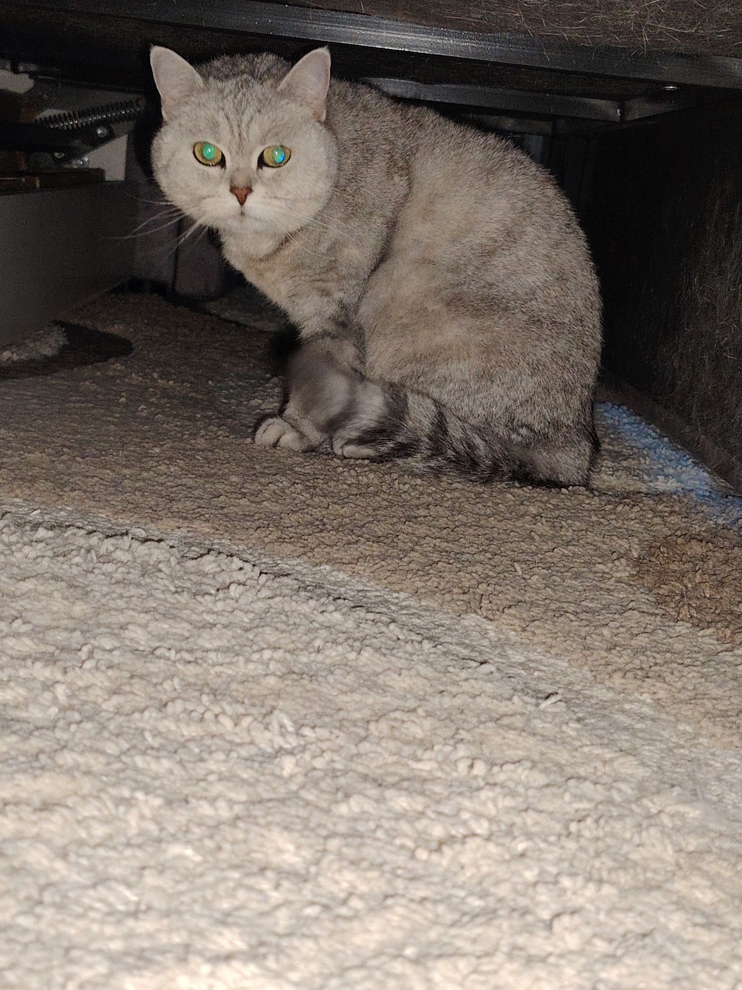 A light grey cat with green eyes is crouched under a piece of furniture, possibly a bed or cabinet, on a carpeted surface. The foreground carpet is light colored and shaggy, while the carpet under the furniture is a denser, darker grey. The cat is looking directly at the camera. The location is not evident in the image.
