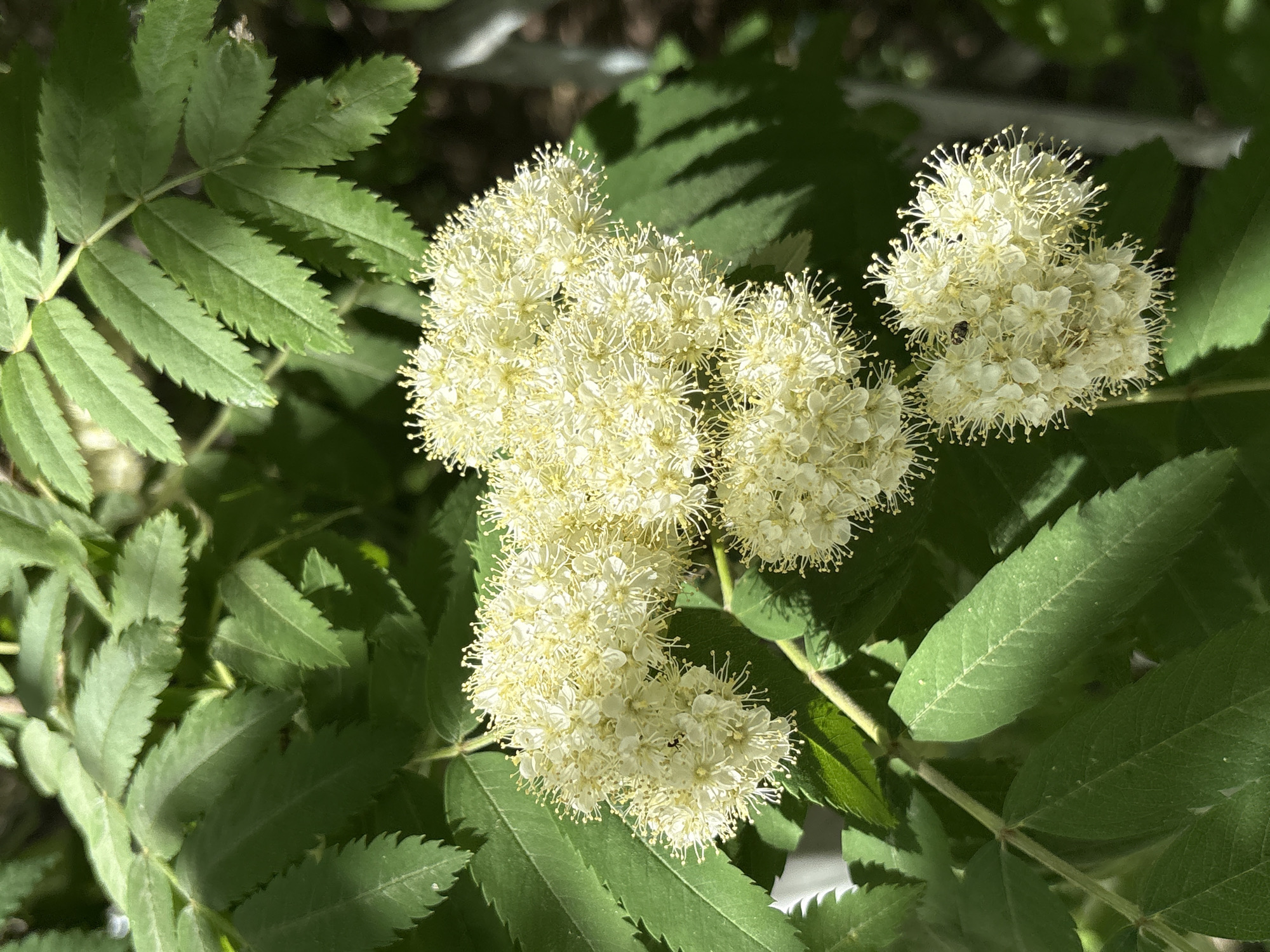 The image shows a cluster of white Rowan tree (Sorbus aucuparia) flowers in bloom, surrounded by its pinnately compound green leaves. The scene is outdoors, bathed in sunlight, and focuses on the floral arrangement and foliage. The precise location within the city of Perm, Russia, cannot be determined from the image alone. There are no people, actions, or interactions visible. The environment appears to be a garden or park setting.