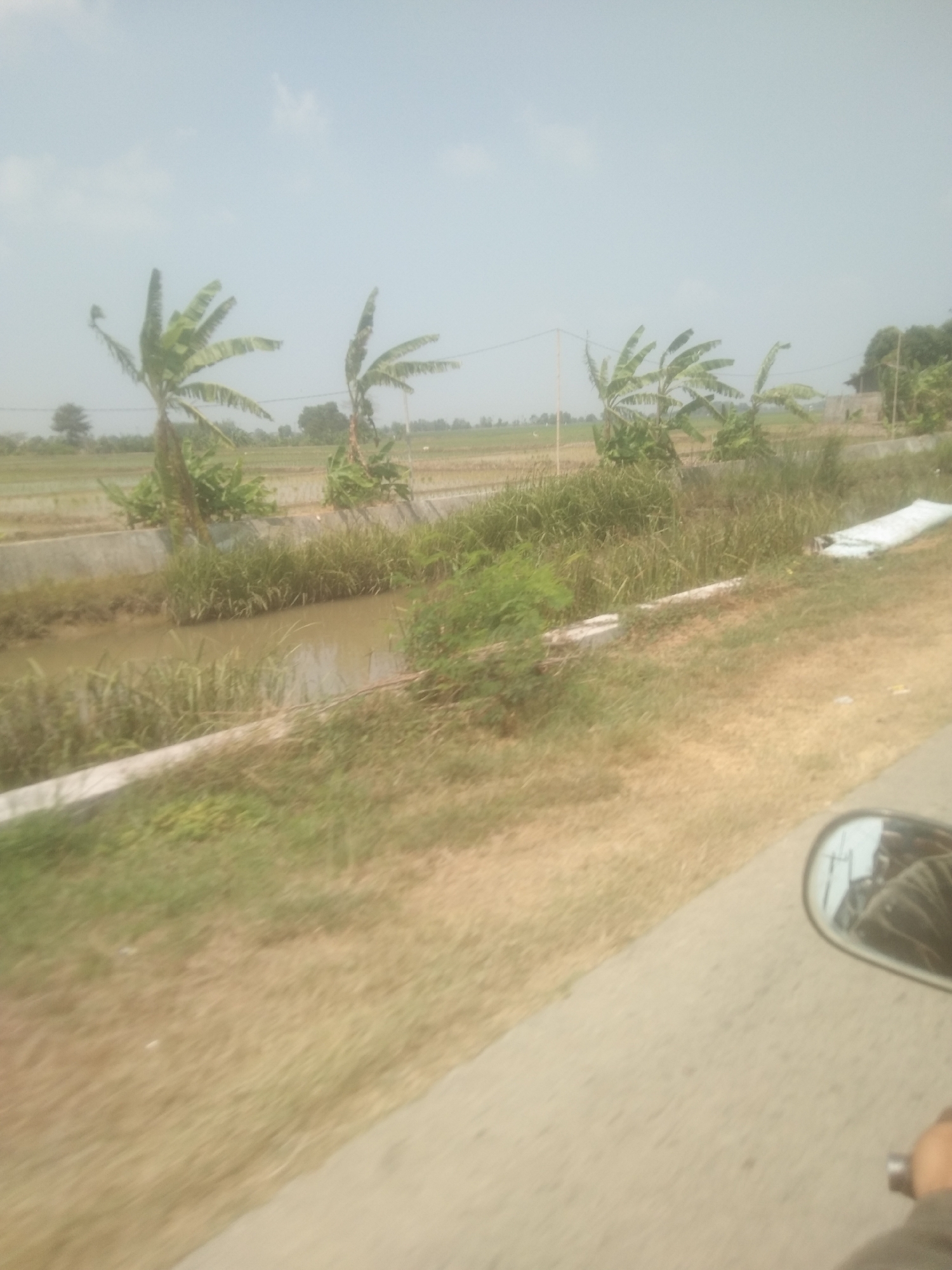 The image depicts a rural scene in Desa Cilandak, Indonesia, characterized by a muddy canal running alongside a dirt road. The canal is partially overgrown with tall grasses. In the background, several banana trees with broad leaves are visible, their trunks slender and reaching towards a hazy sky. Beyond the trees, a flat landscape of what appears to be rice paddies stretches out, interspersed with sparse vegetation. In the far distance, a simple, light-colored building stands, possibly a house or a small structure. A white sheet or tarp is visible on the right bank of the canal, near the edge of the road. The foreground shows the edge of the road and a blurred reflection in a rearview mirror, suggesting the image was taken from a moving vehicle, likely a motorcycle. The overall atmosphere is one of a tranquil, agricultural environment under a bright, overcast sky.