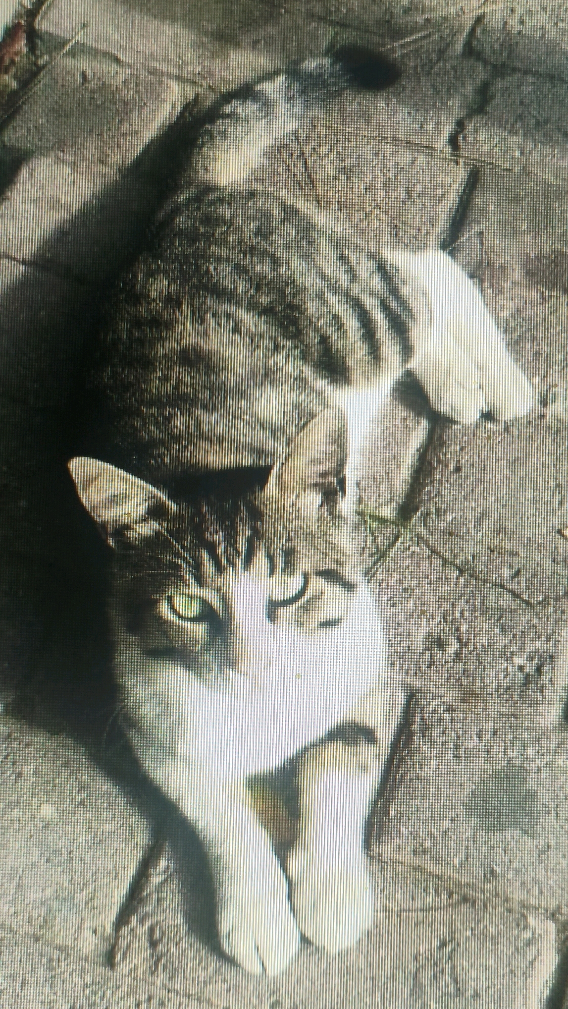 The image shows a tabby and white cat lying on a paved surface. The cat is facing the camera with its green eyes open. Its body is oriented lengthwise, with its head towards the bottom of the frame and its tail extending towards the top. The paws are visible and tucked beneath its chest. The ground is composed of rectangular paving stones, with some dry grass or plant matter scattered between them. A shadow of the cat is cast to its left, suggesting the light source is to the right. The scene is outdoors, and the overall texture of the image suggests it was taken with a lower-resolution camera or has been digitally processed. No specific landmarks of Mehnatabad, Uzbekistan are visible.